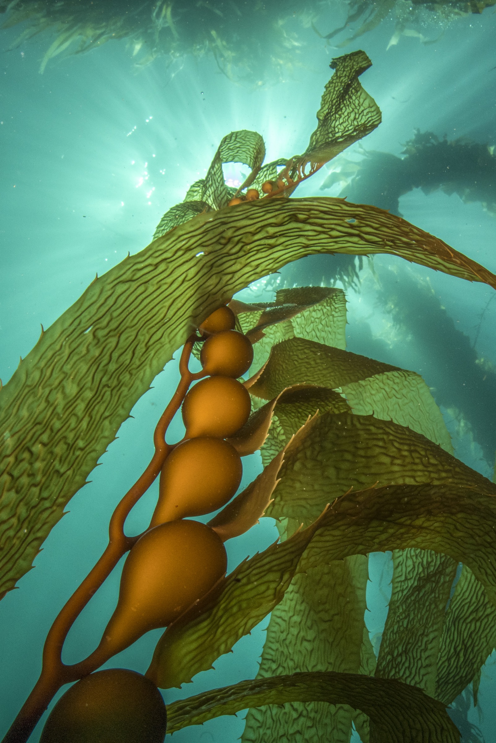 Giant kelp (Macrocystis pyrifera) reaches toward the surface off the Actaeon Islands, southern Tasmania, Australia.