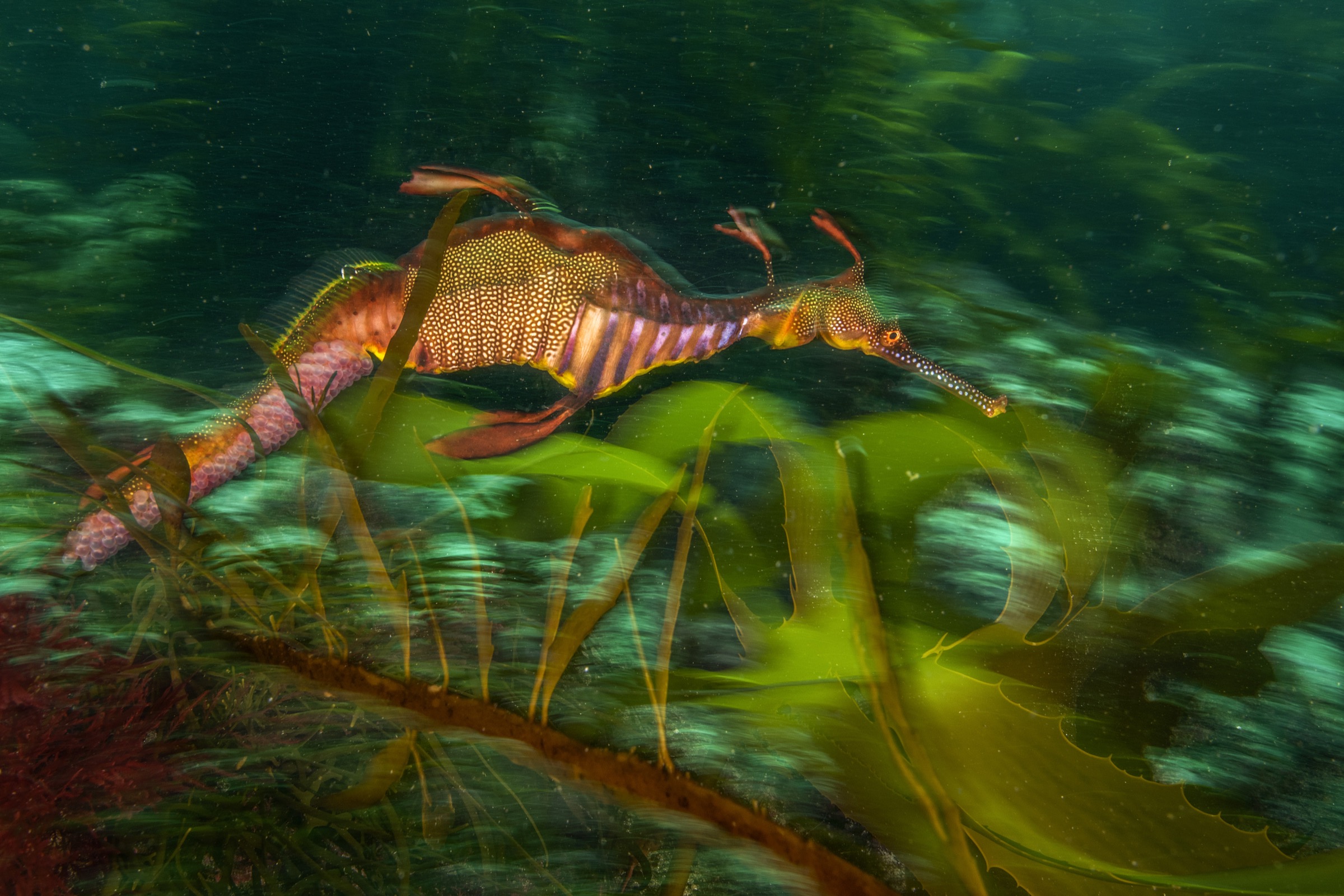 A male weedy seadragon (Phyllopteryx taeniolatus) photographed off the Tasman Penninsula carries eggs on the underside of its abdomen.