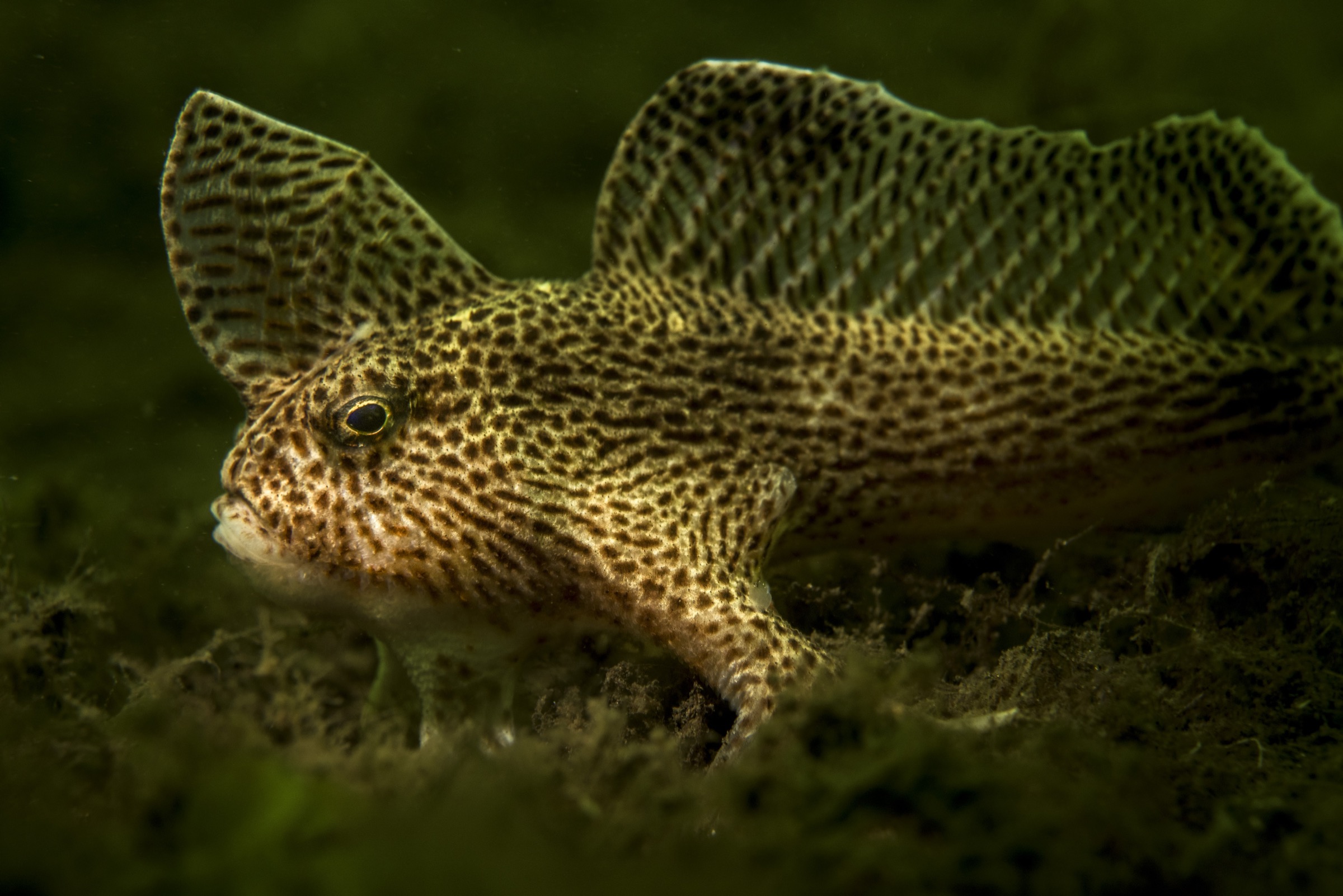 A spotted handfish (Brachionichthys hirsutus) clambers along the bottom in the Derwant River Estuary near Hobart, Tasmania.