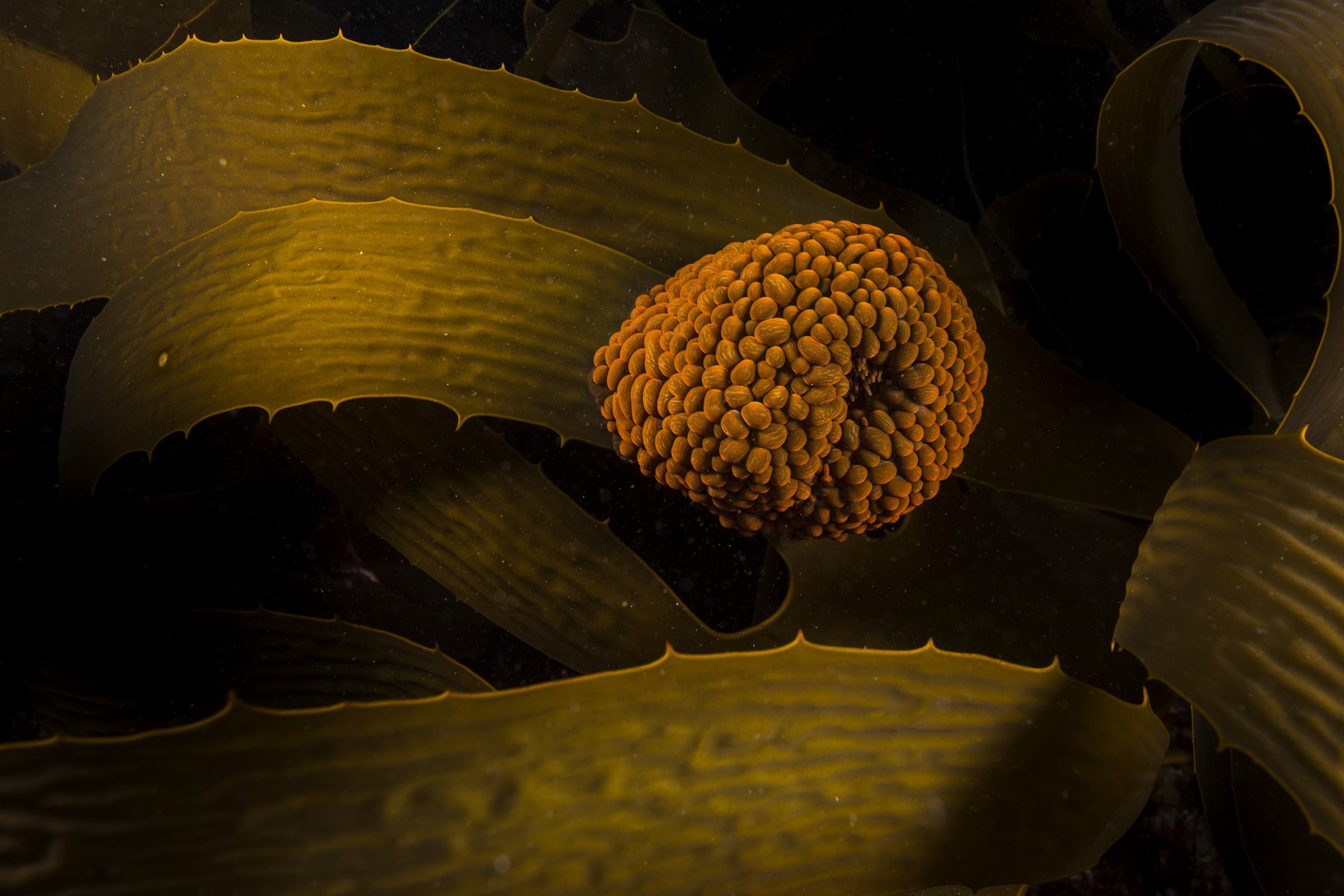 Unlike most anemones, southern swimming anemones (Phlyctenanthus australis), like this one photographed off Maria Island, Tasmania, are mobile. When a perch no longer suits them, they can release their grip and swim, albeit clumsily, to a new patch of kelp in the forest.