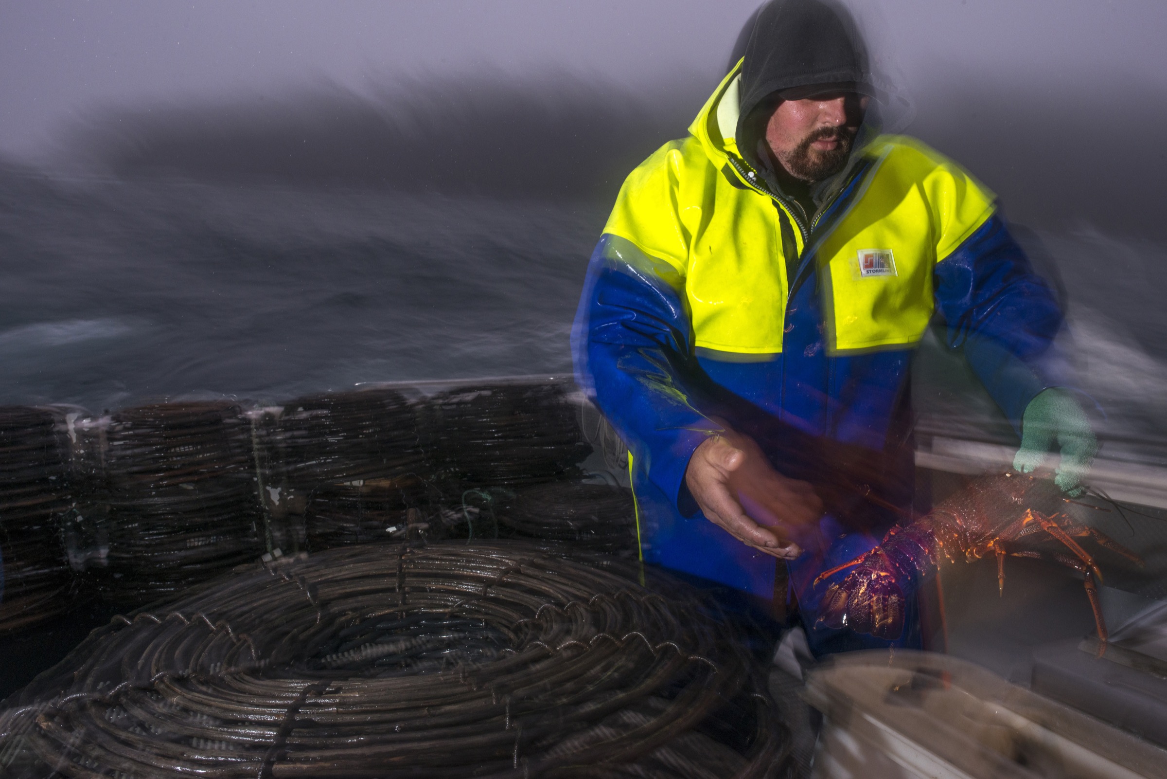 Shane Bloomfield tosses a southern rock lobster into a container on the deck of a commercial lobster fishing vessel off the Tasman Peninsula.