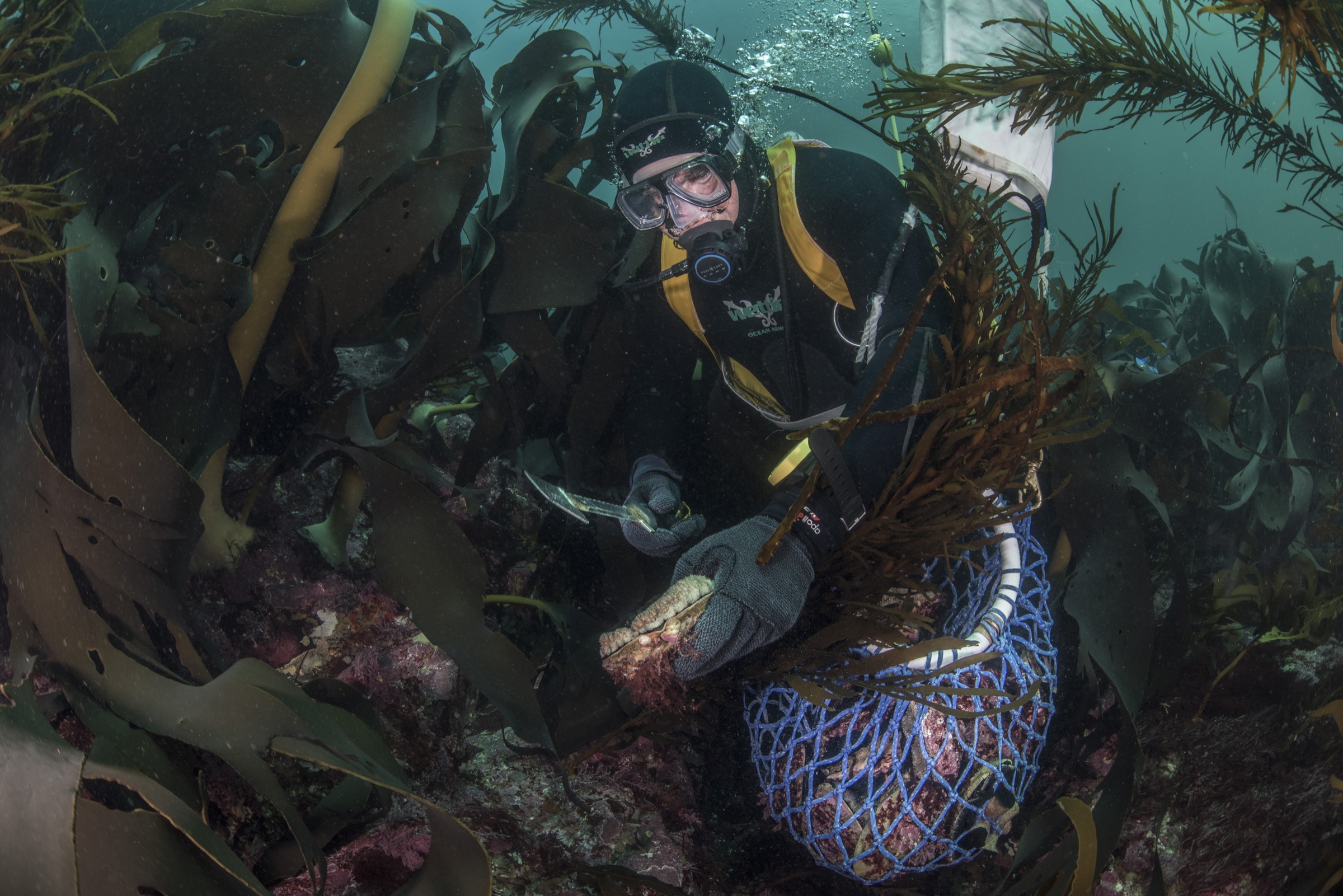 Commercial abalone diver Dean Lisson adds another abalone to his collection bag off the Actaeon Islands, southern Tasmania.