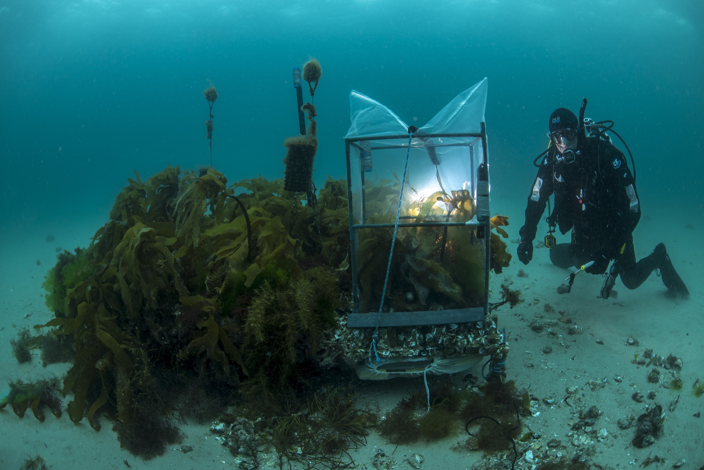 Marine ecologist Craig Johnson dives down to check on a patch of transplanted kelp off Maria Island, Tasmania. The tent over some of the transplants measures photosynthetic rate, an indicator of health.
