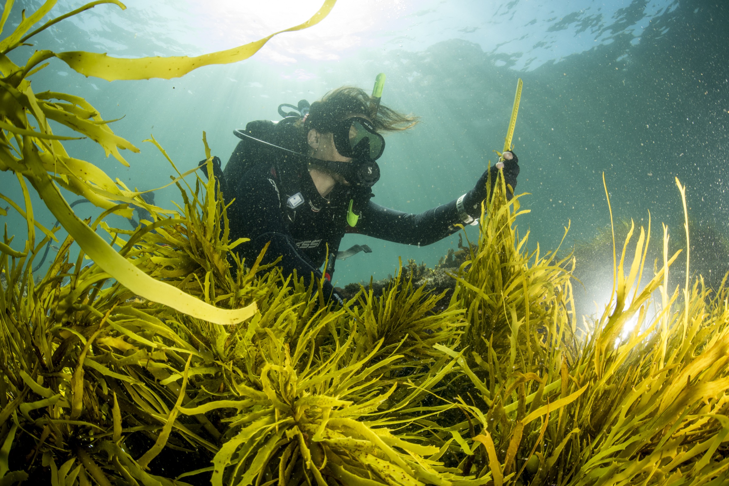 Marine ecologist Adriana Vergés inspects a patch of crayweed (Phyllospora comosa) that her team transplanted off the coast of Sydney, Australia.