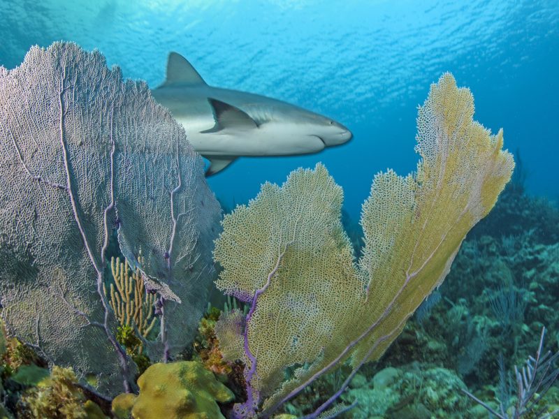 The torpedo-like form of the Caribbean reef shark (Carcharhinus perezii) and the intricate matrix of waving sea fans are prime examples of how form follows function in an ecosystem shaped by thousands of years of evolution.