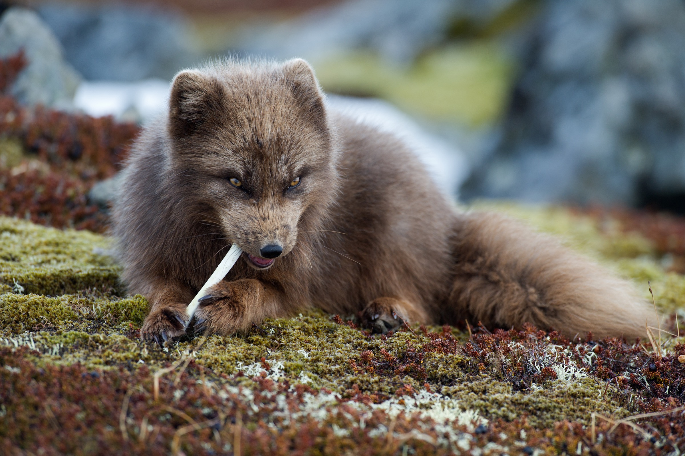 While the so-called “blue” color variation in Arctic foxes is uncommon across most of the species’ range, it’s much more common in Iceland where it helps the animals blend in with volcanic sands. Photograph by Erlend Haarberg
