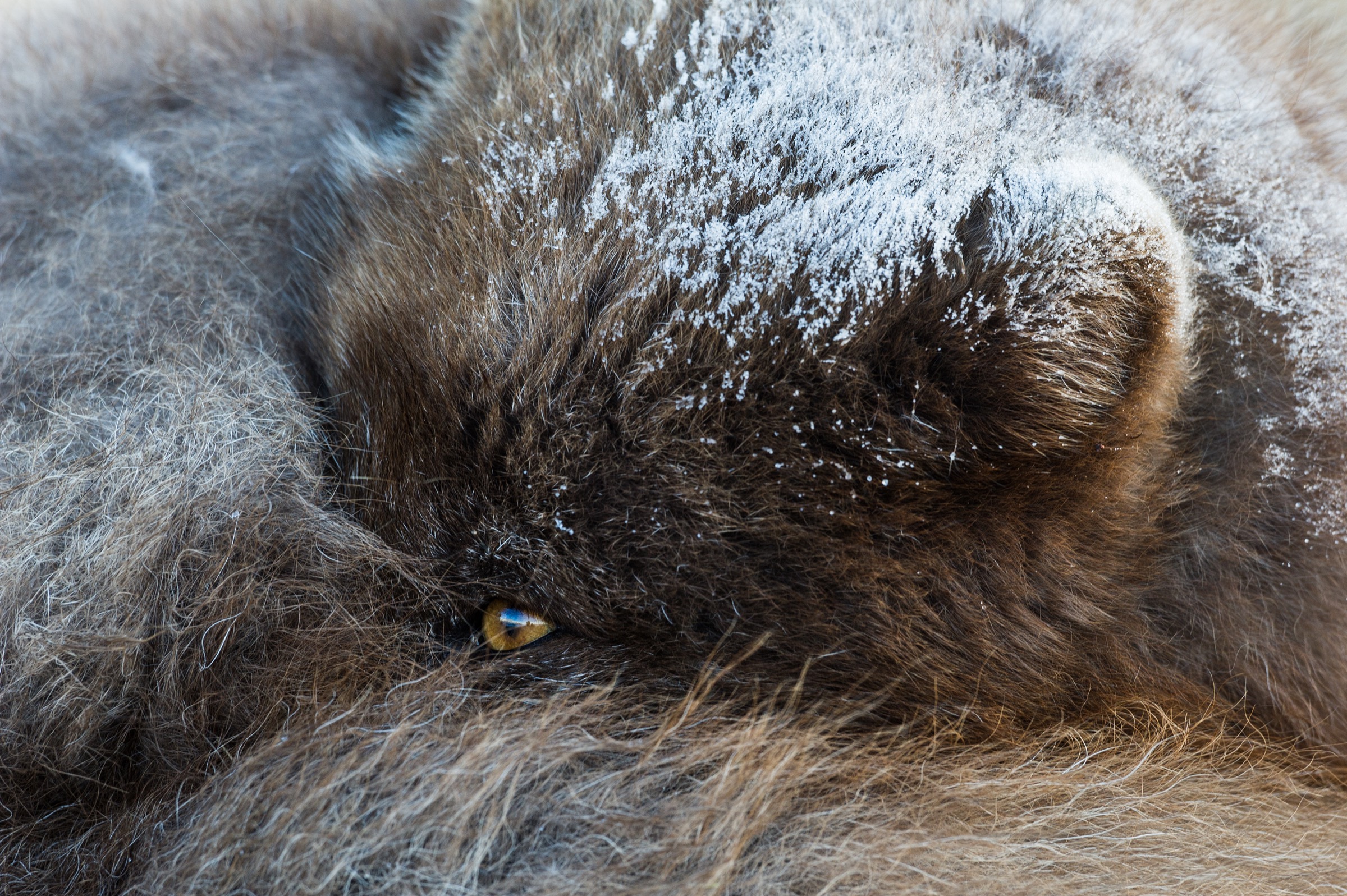 To maintain their body heat when temperatures drop, Arctic foxes curl up and tuck their legs and noses under their well-insulated tails and midsections. Photograph by Erlend Haarberg