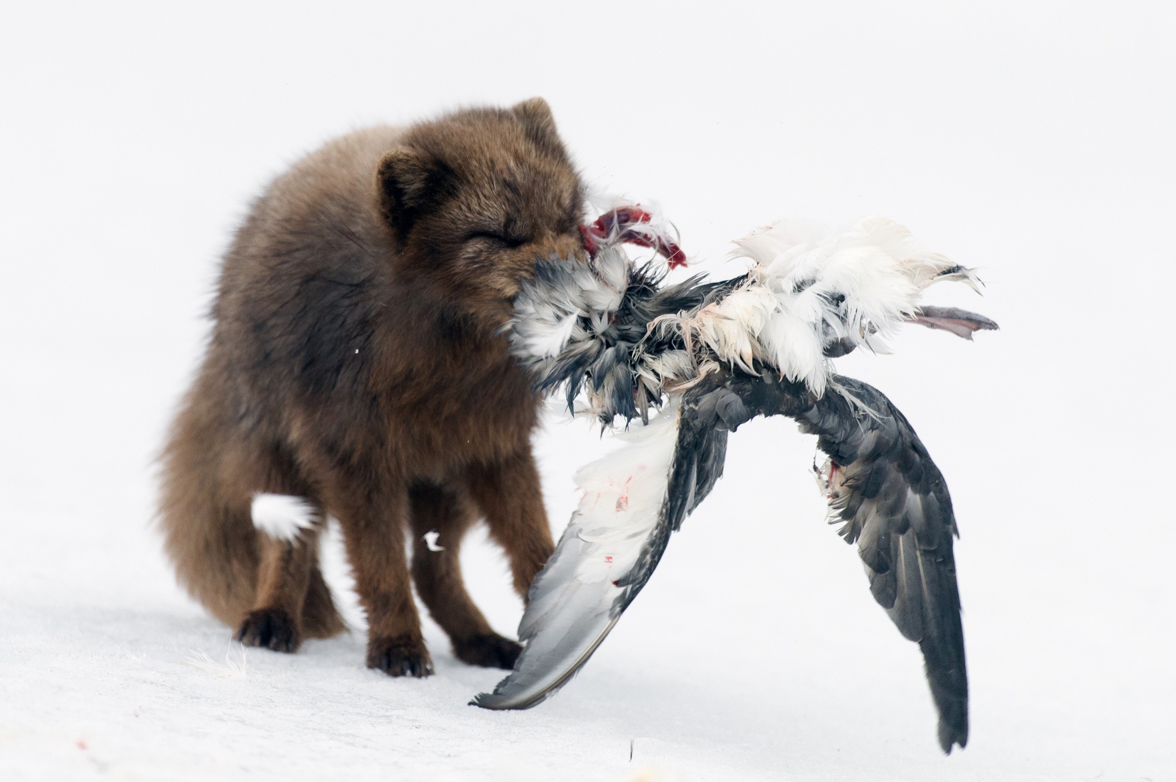 Colonies of sea birds like this northern fulmar (Fulmarus glacialis) serve as important food sources for Arctic foxes along Iceland’s coast. Photograph by Erlend Haarberg