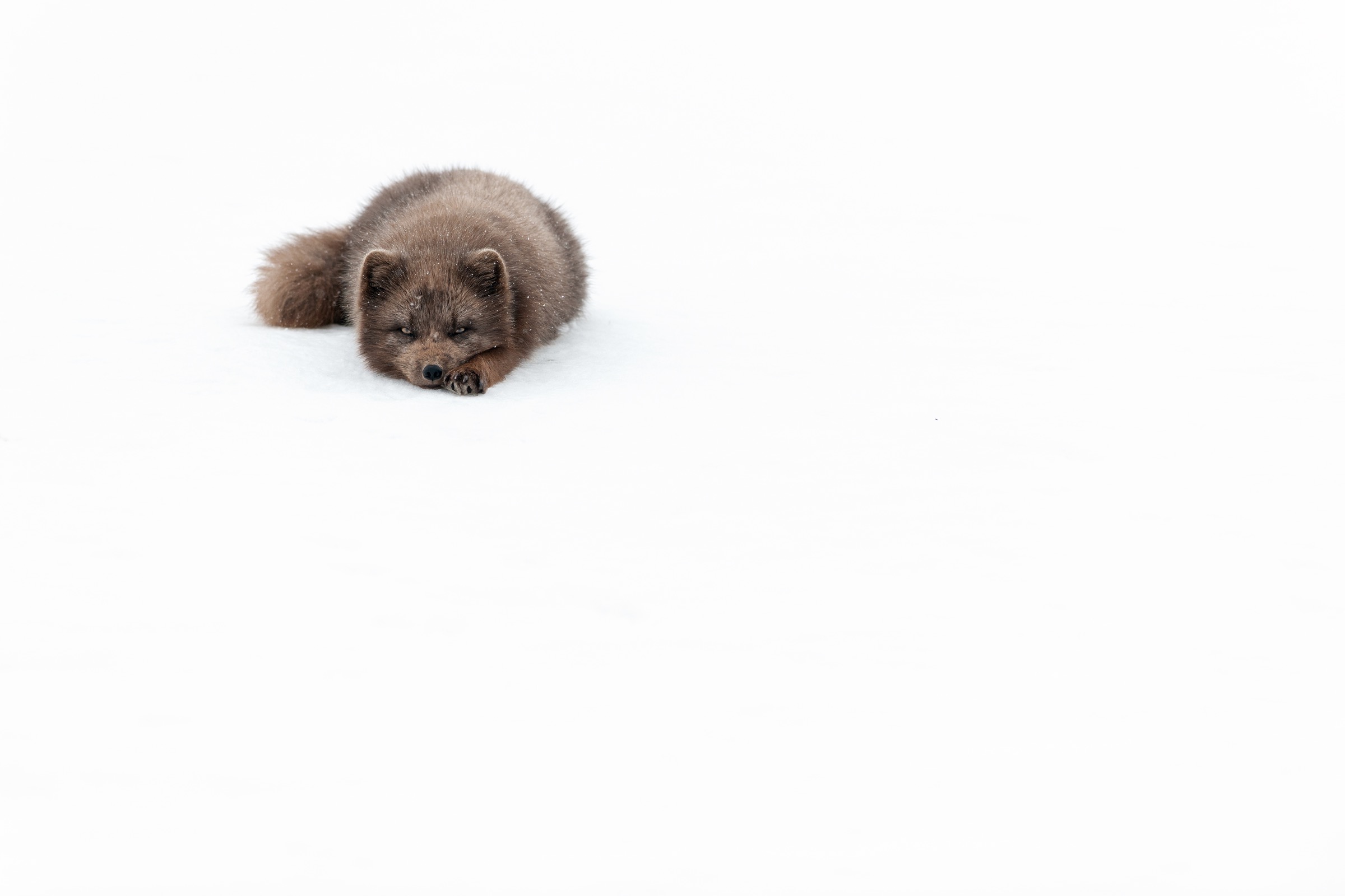 Many of Iceland’s Arctic foxes maintain dark fur coats throughout the year. The so-called “blue” coloration helps the animals blend in with volcanic sands that typically remain exposed even in winter. Photograph by Orsolya Haarberg