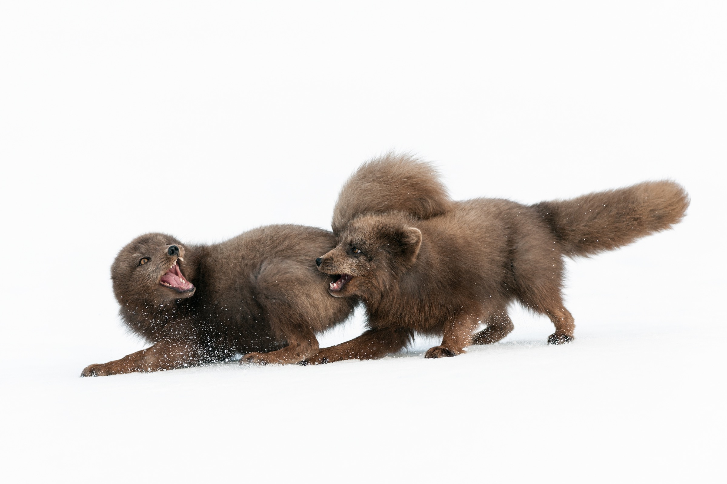 Two Arctic foxes battle over territory in Iceland’s Hornstrandir Nature Reserve. Photograph by Orsolya Haarberg