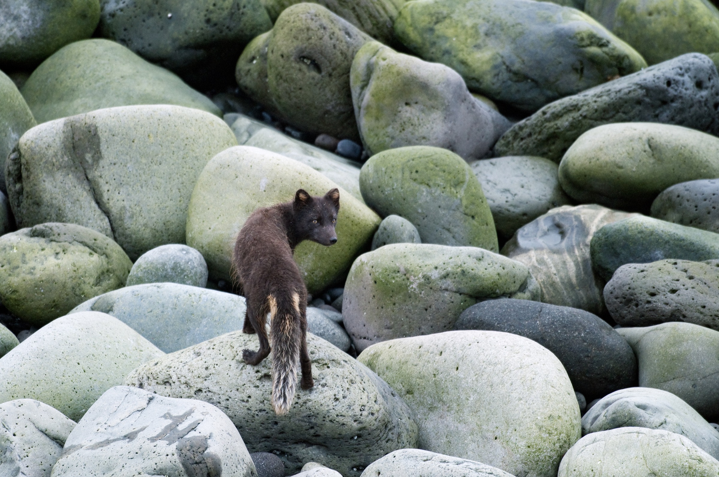 Whereas white fur blends in with snowy landscapes, this darker coloration provides better camouflage against the rocks and volcanic sands that cover much of Iceland’s shorelines, even in winter. Photograph by Orsolya Haarberg