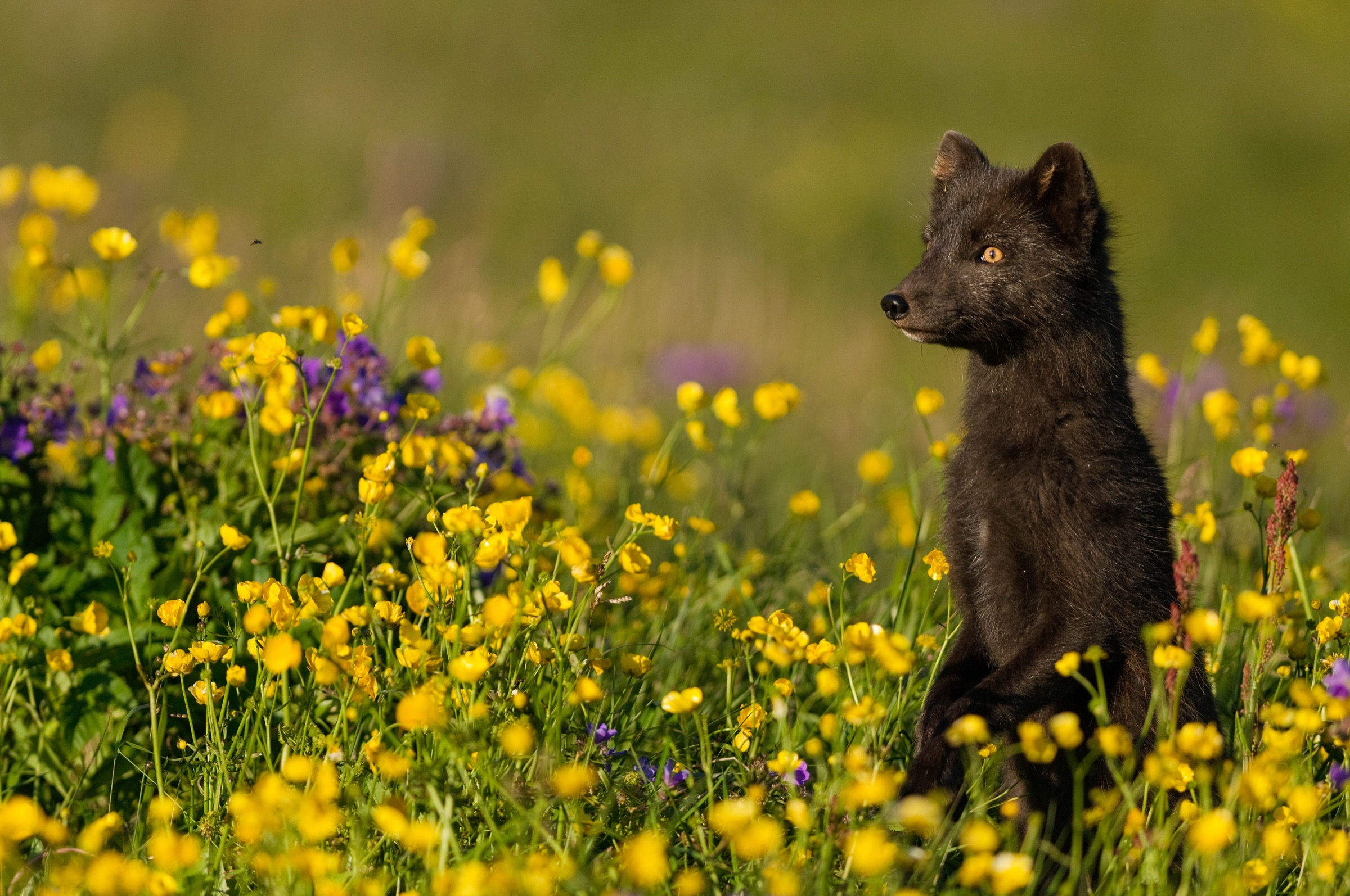 An arctic fox (Alopex lagopus) stands on its hind legs in a wildflower meadow in Hornstrandir, Iceland. Photograph by Orsolya Haarberg
