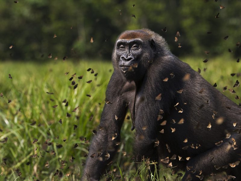 Malui—the higher-ranking of the two females in the family group—walks through a cloud of butterflies she has disturbed in a bai.