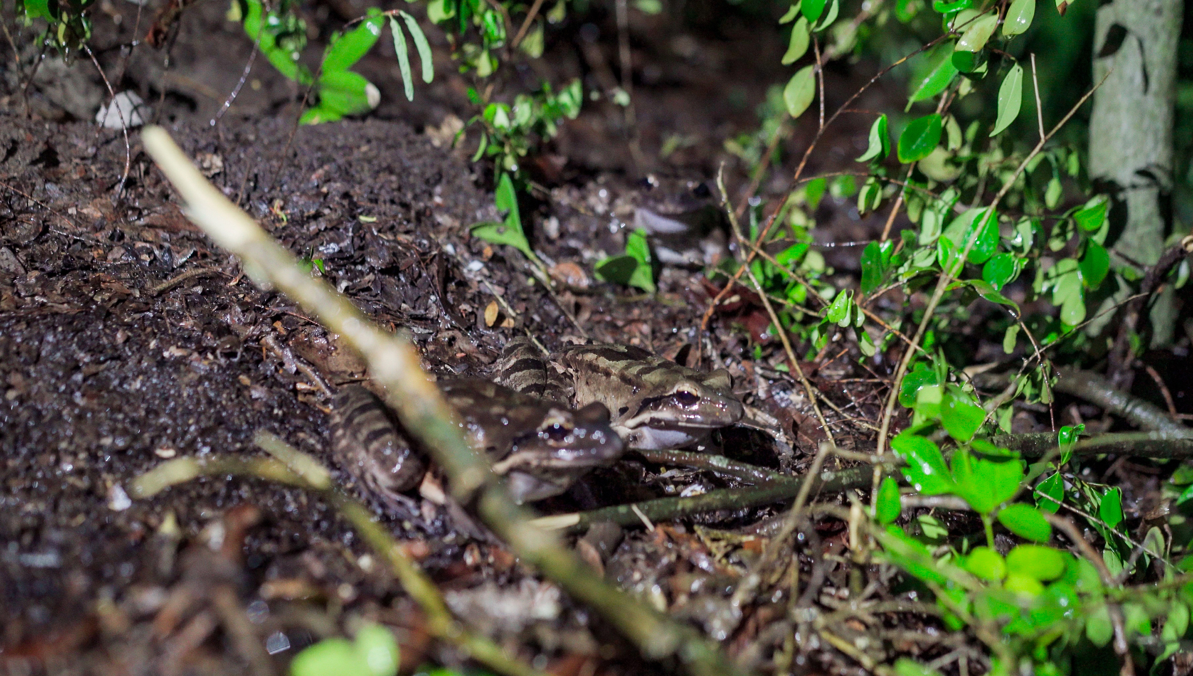 Mountain chickens raised in captivity thousands of miles away may be the only hope to save the few remaining native populations on Montserrat and Dominica. Photograph by Nicolas Eguren Cleffi