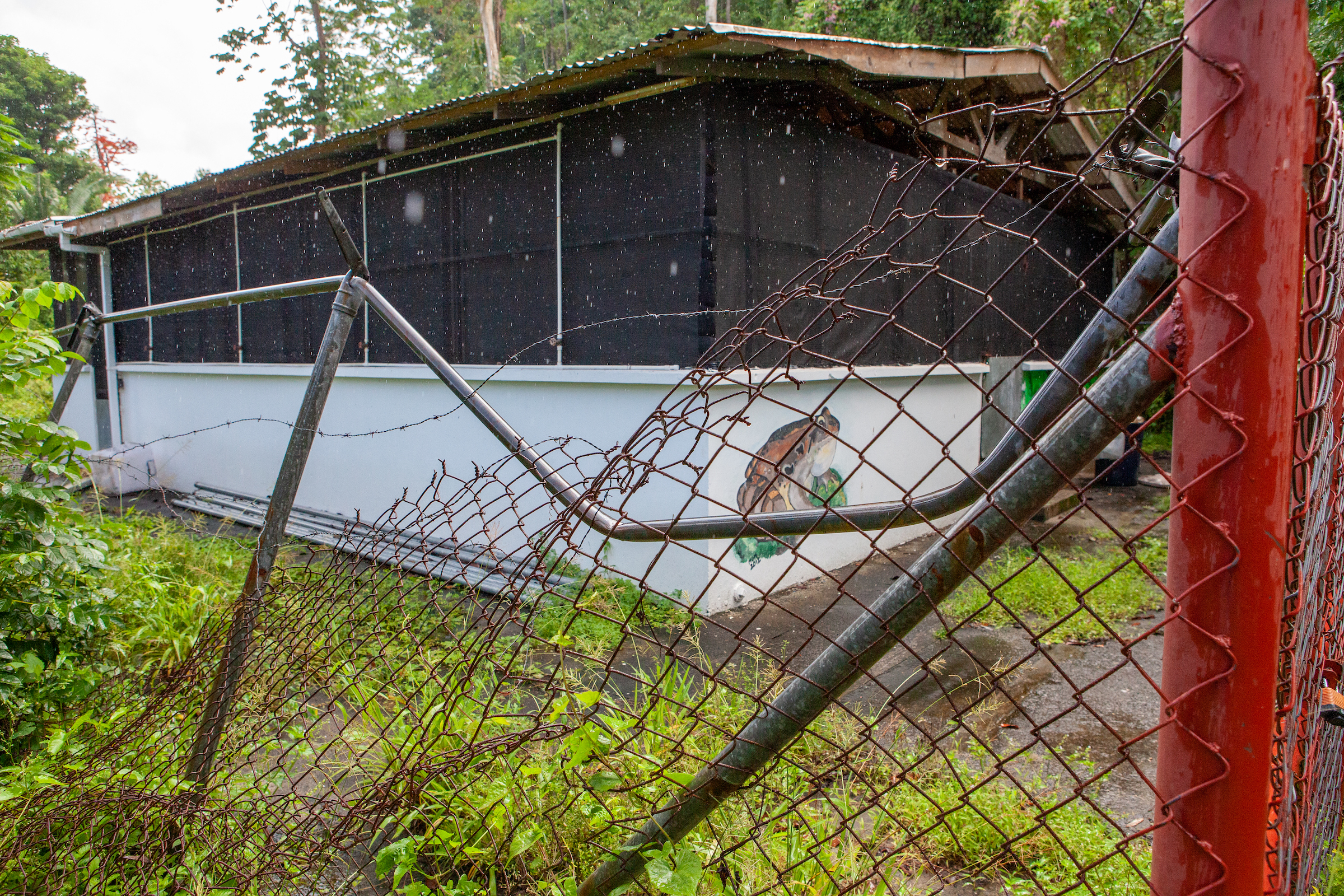 Dominica’s captive mountain chicken breeding facility was badly damaged by Hurricane Maria; two of the three frogs housed there were killed. Photograph by Geoffrey Giller