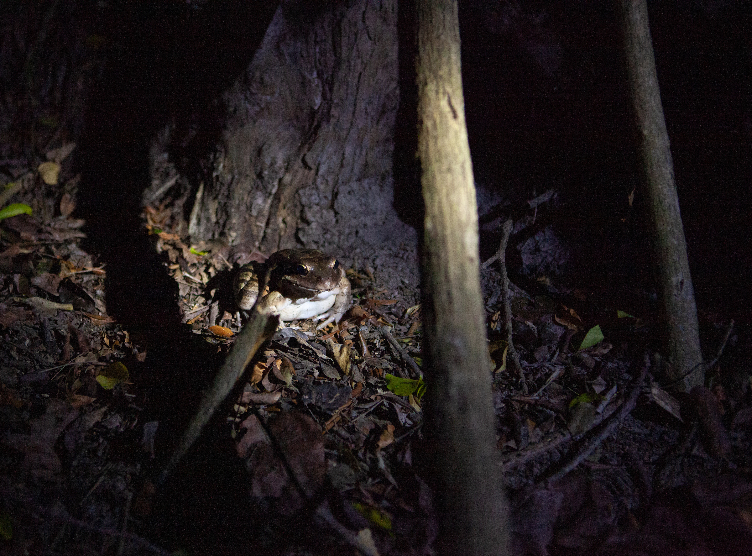 A headlamp beam illuminates a mountain chicken, one of 27 recently released into semi-wild enclosures on Montserrat. Photograph by Geoffrey Giller