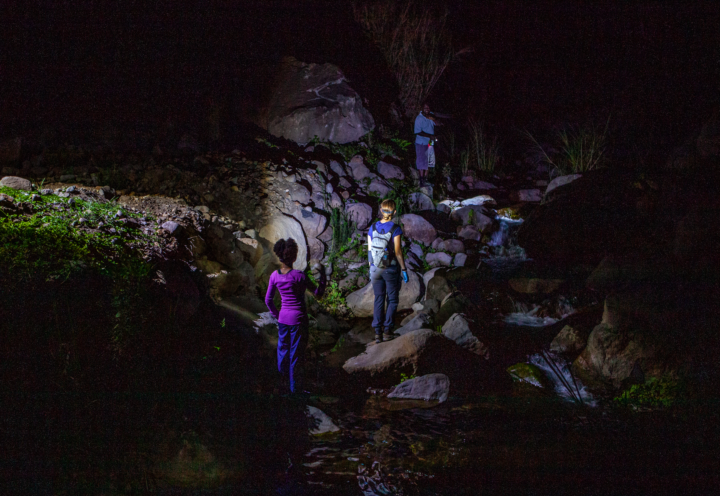 Tiffany Mason (left), Nina White (center) and other members of a survey team on Dominica search along a stream bank for wild mountain chickens. Photograph by Geoffrey Giller