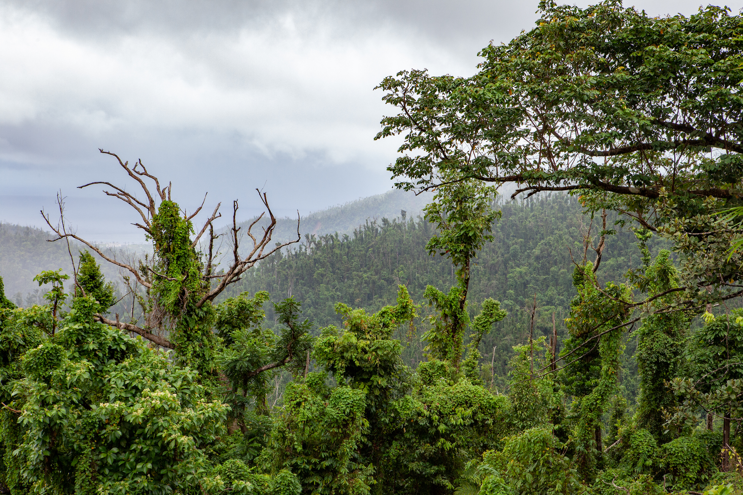 Many of Dominica’s trees were stripped bare by the fierce winds of Hurricane Maria. Two years later, they are regrowing, but still show signs of the hurricane’s force. Photograph by Geoffrey Giller