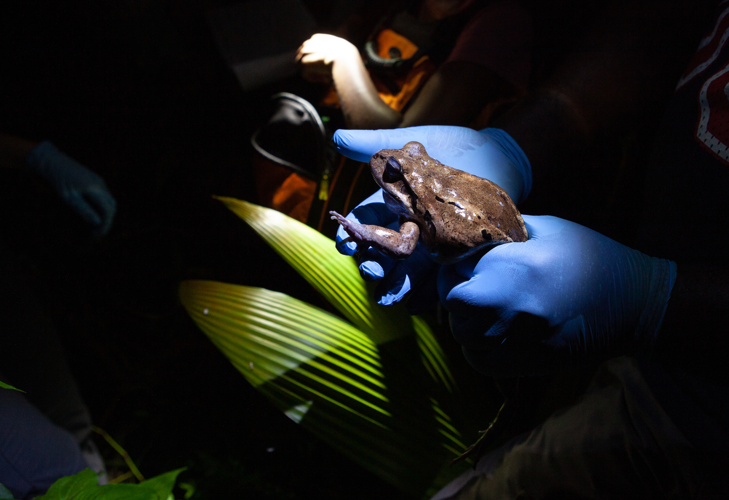A member of a mountain chicken survey team holds one of the frogs on Dominica. Scientists hope to learn what has enabled a few frogs to survive chytrid fungus. Photograph by Geoffrey Giller
