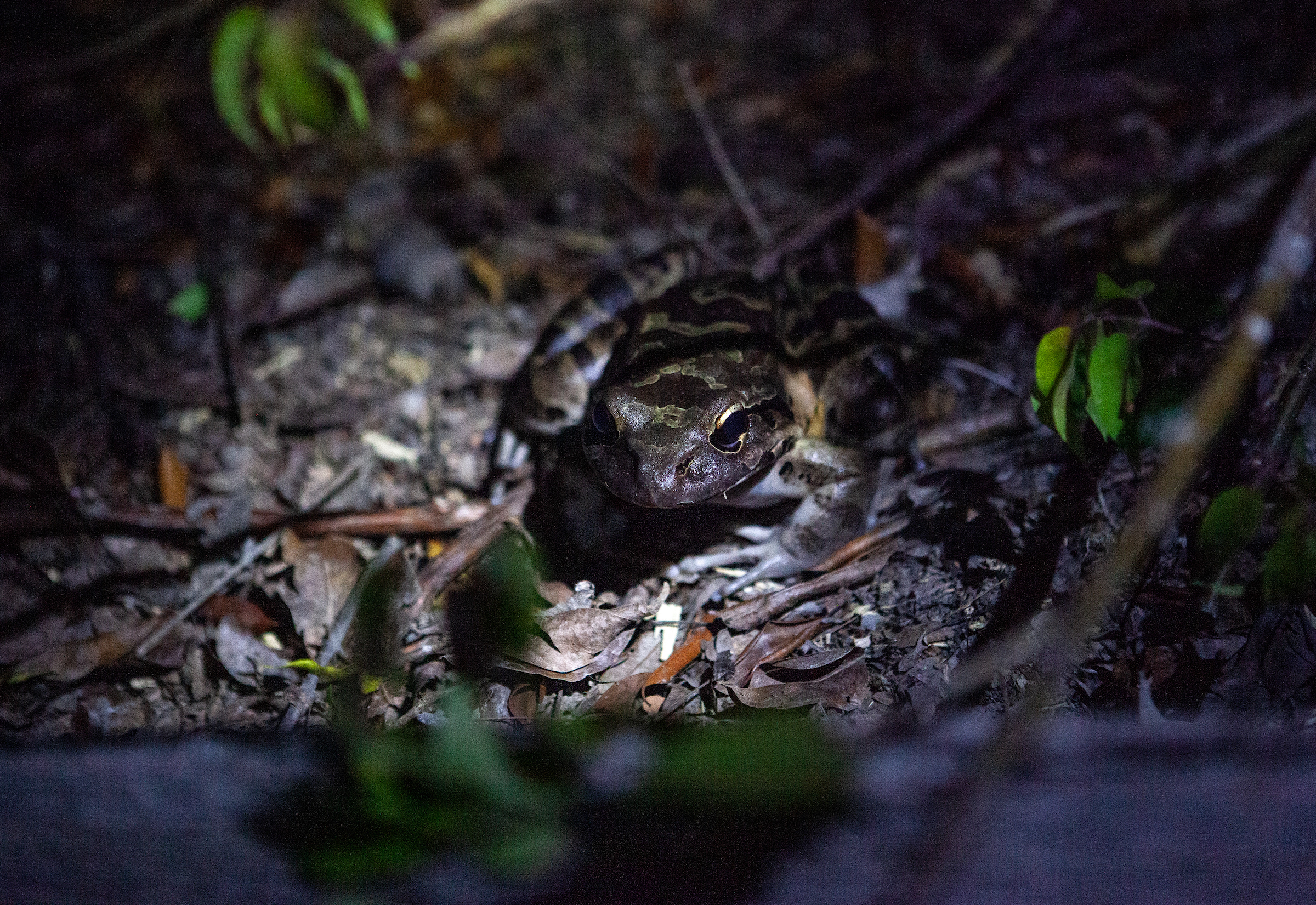 One of the newly-released Montserrat mountain chickens blends in with the forest floor in its enclosure. Photograph by Geoffrey Giller