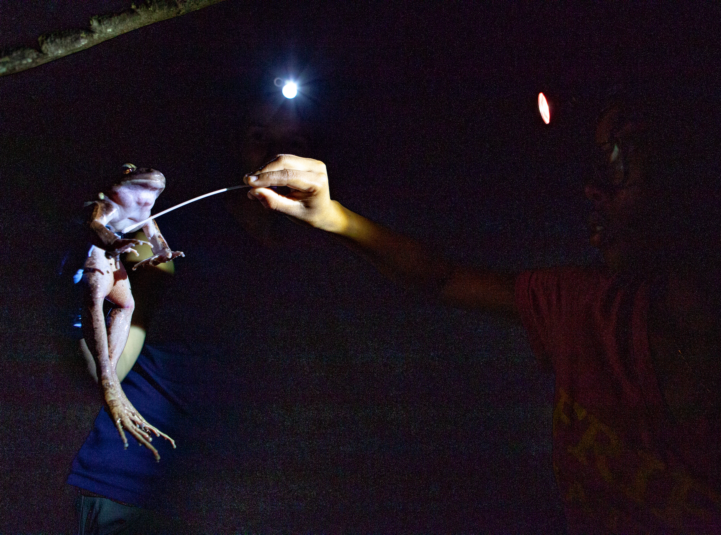 As Nina White (left) holds a captured mountain chicken, Tiffany Mason swabs its stomach. White hopes to use these swabs to figure out what has allowed some mountain chickens on Dominica to withstand chytrid. Photograph by Geoffrey Giller