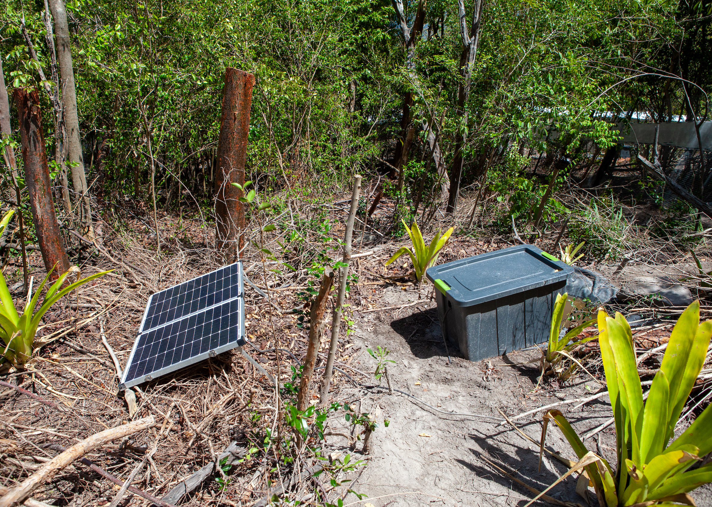 Within an enclosure on a Montserrat hillside, Luke Jones constructed a small pond that uses solar power to stay warm enough to kill chytrid. Jones and the rest of the mountain chicken team hope that ponds such as these will help the frogs fend off the devastating fungus. Photograph by Geoffrey Giller