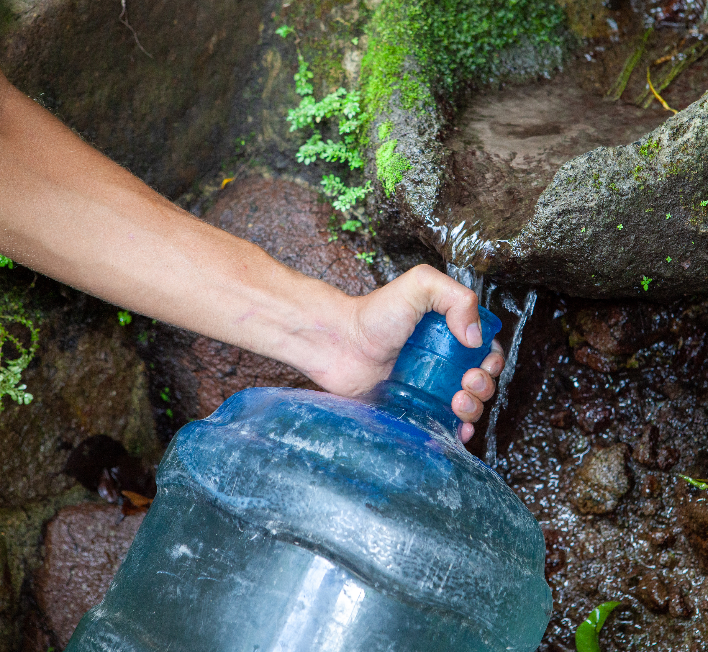 Luke Jones fills a water jug from Runaway Ghaut on Montserrat to replenish the artificial ponds that he and the rest of the Mountain Chicken Recovery Programme have constructed. Photograph by Geoffrey Giller