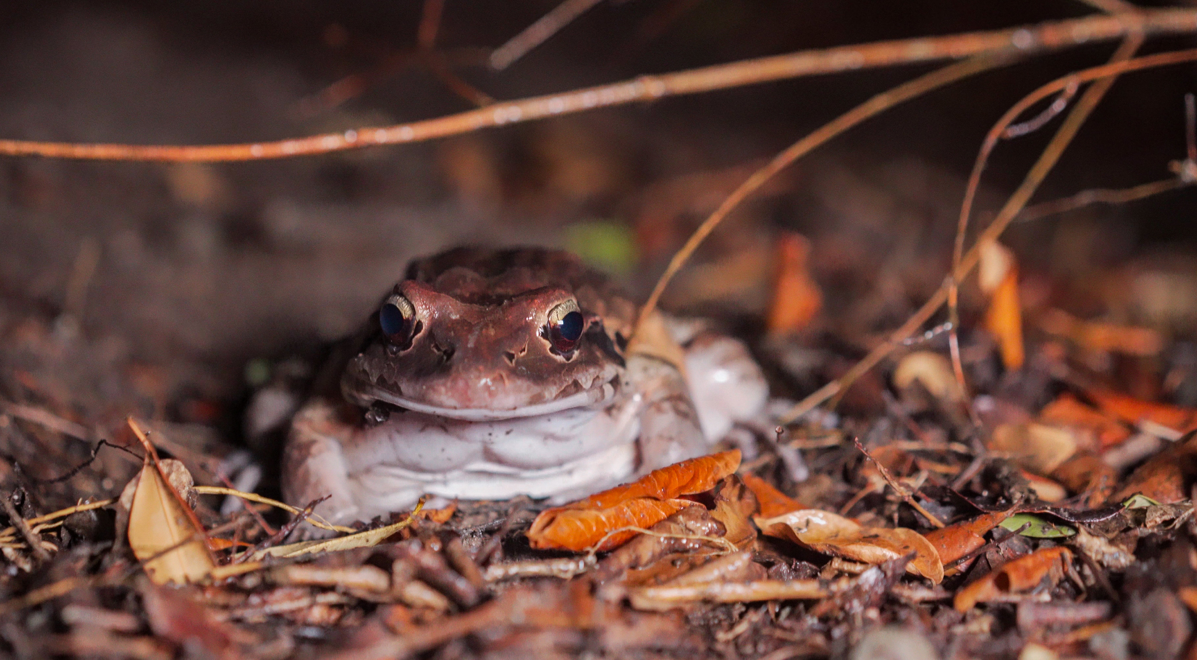 The mountain chicken used to fill the valleys of Montserrat and Dominica with its distinctive call. Now, the critically endangered frog is rarely heard on the islands. Photograph by Geoffrey Giller