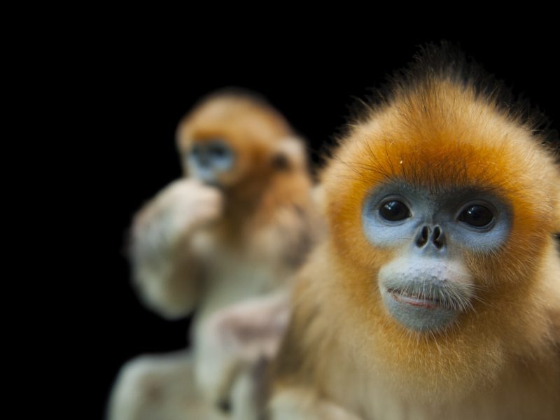 golden snub-nosed monkey (Rhinopithecus roxellana)—Endangered