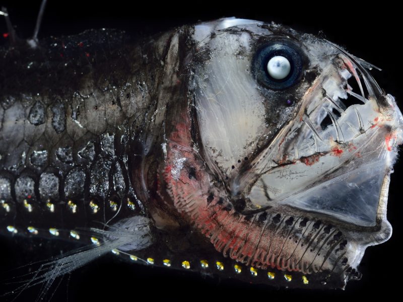 Like many other deep-sea fishes, the Sloan’s viperfish (Chauliodus sloani) uses light-producing cells called photophores to lure unsuspecting prey toward its mouth. Once it catches its victim, the viperfish’s hinged teeth rotate inward to trap the animal and force it inescapably down the predator’s gullet.