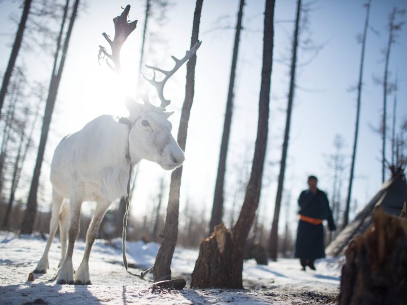 A reindeer is tied to a tree in a seasonal camp near Tsagaan Nuur, Mongolia.