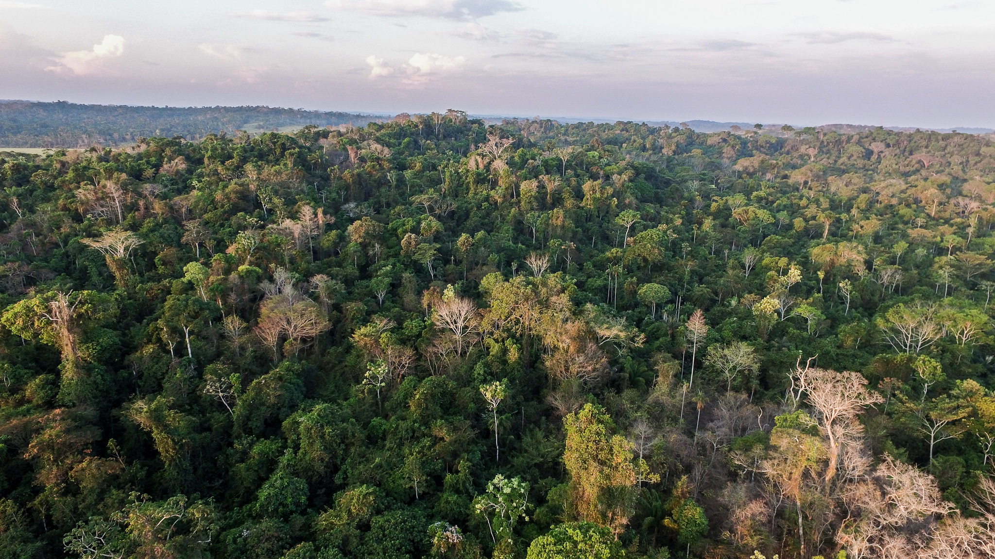 This Legal Forest Reserve is part of a traditional ranch outside of Alta Floresta. It lies near the Telles Pires River, where ranchland begins to give way to large swaths of private, state, and federal forest preserves.  Photograph by Christina Selby