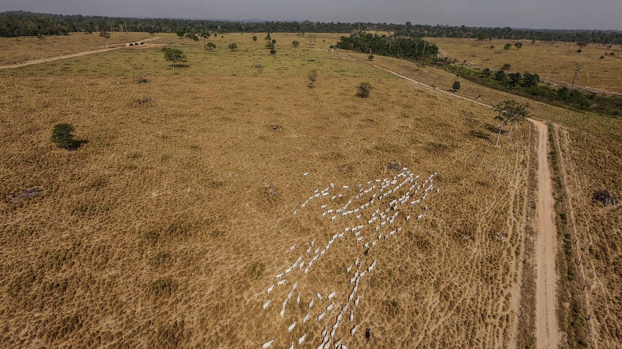 While this ranch has retained 70 percent of its forested area—more than the Brazilian Forest Code requires of it—the ranch must also reforest its riparian areas to comply. Pecsa has designated this stream (upper right) for future reforestation. Photograph by Christina Selby