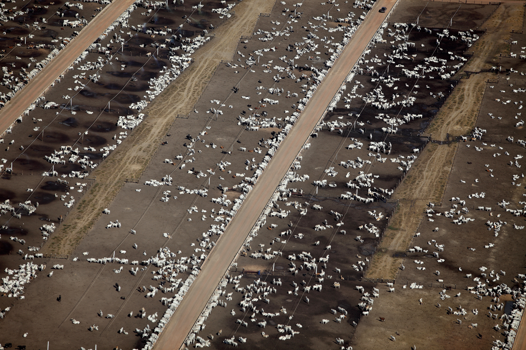 Livestock wait to go to the slaughterhouses in northern Mato Grosso. Photograph by Rodrigo Baleia