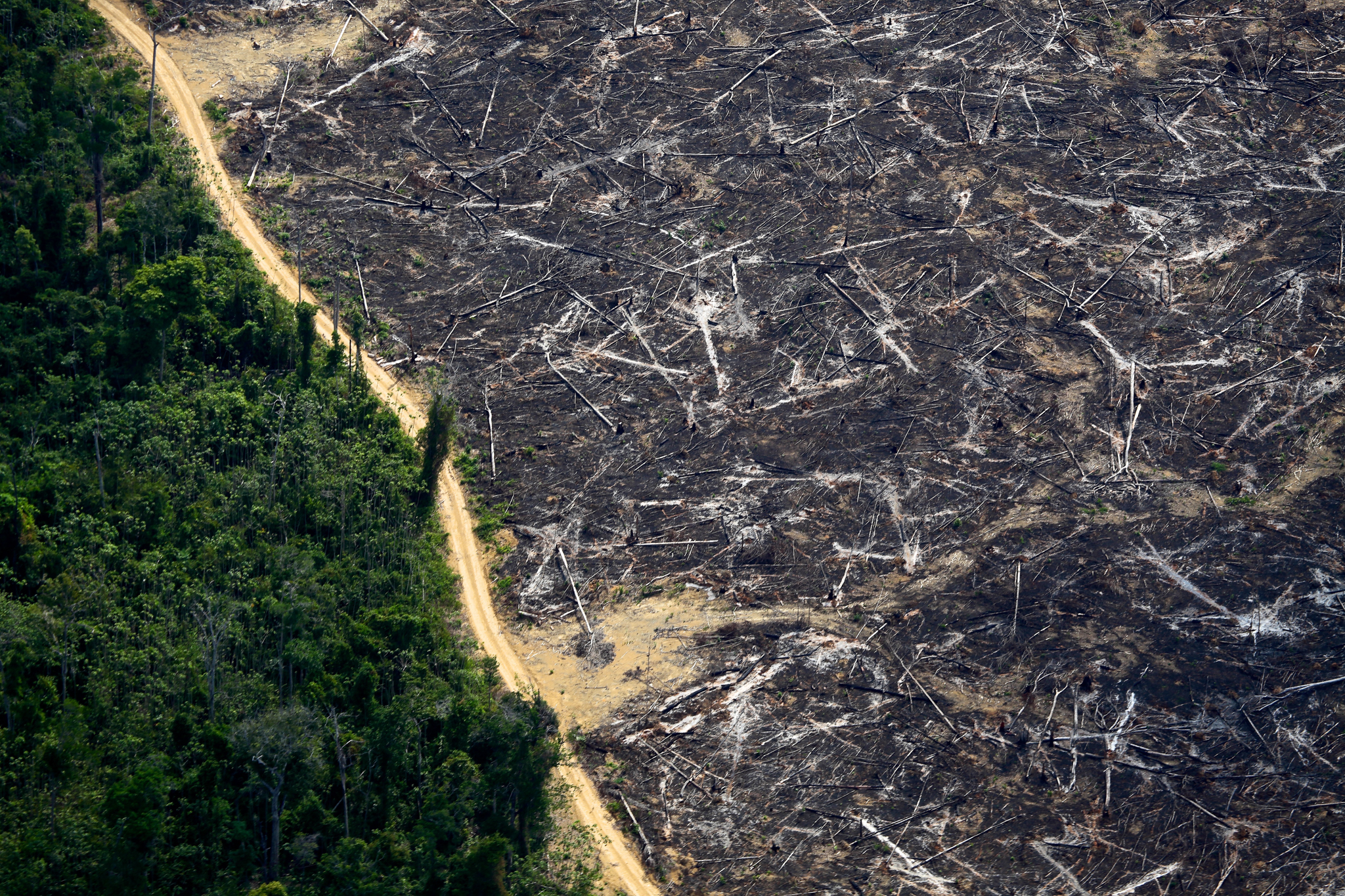 The black remnants of a burned forest contrast with the green of living trees in northern Mato Grosso. Photograph by Rodrigo Baleia
