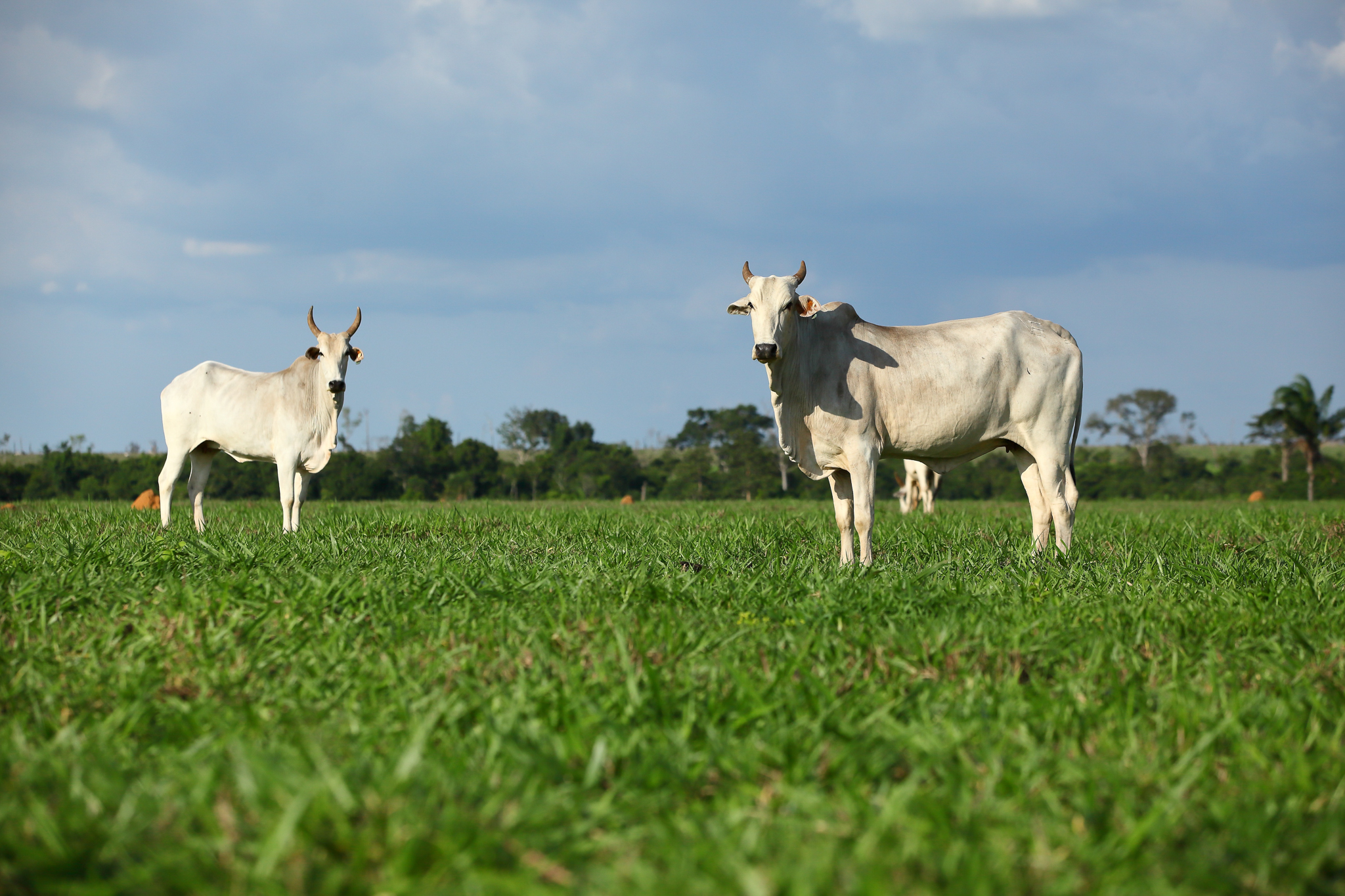 Due to illegal deforestation, cattle ranching takes place in an embargoed area of Sao Jose do Xingu, Mato Grosso. Photograph by Rodrigo Baleia