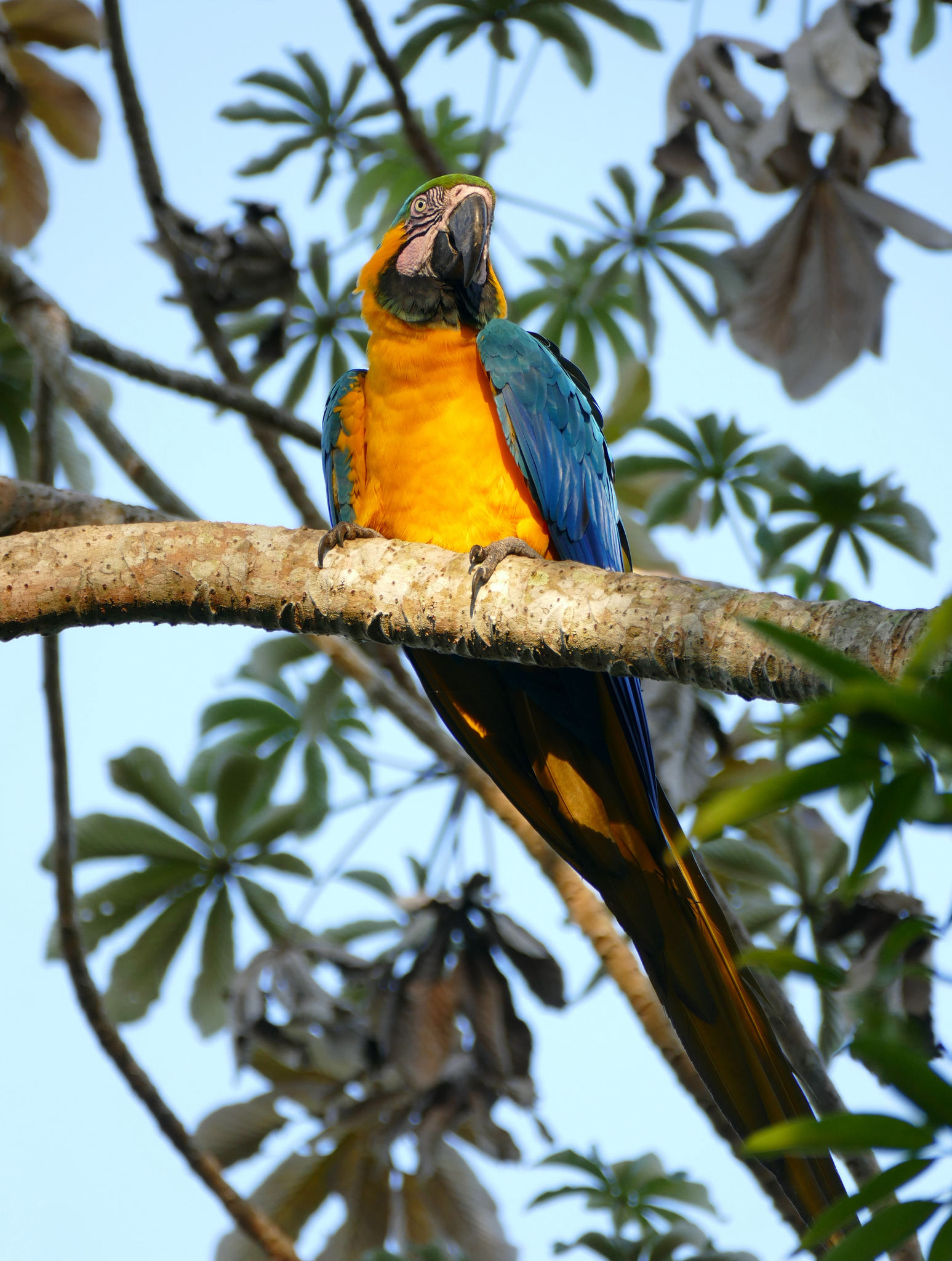 A blue-and-yellow macaw (Ara ararauna) in Mato Grosso. Photograph by Bernard DUPONT/Flickr