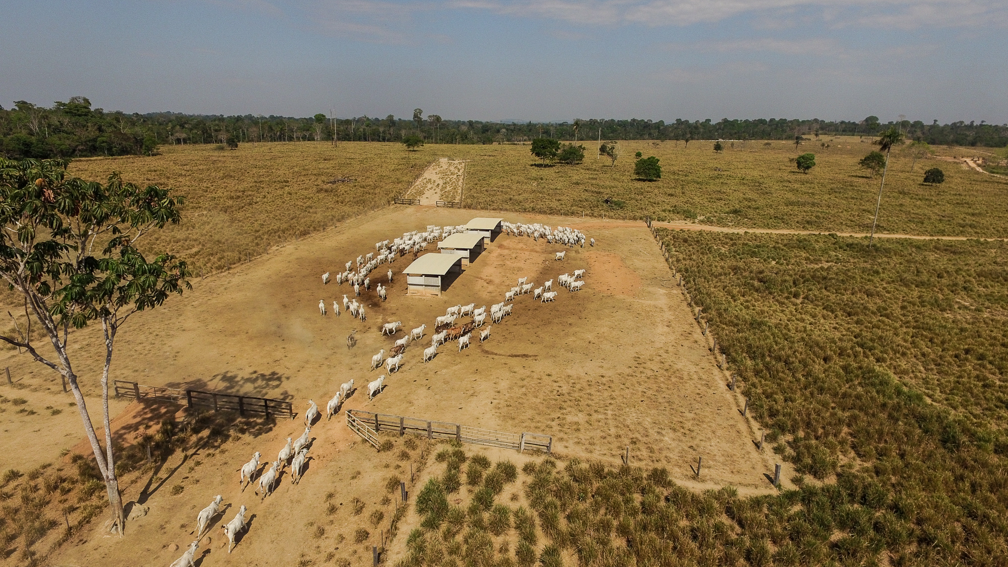 Nelore cattle enter a leisure area for feeding time on Fazenda Nossa Senhora Aparecida, a partner ranch of Pecsa, outside of Alta Floresta. The ranch’s Legal Forest Reserve lines the horizon in the distance. Photograph by Christina Selby.