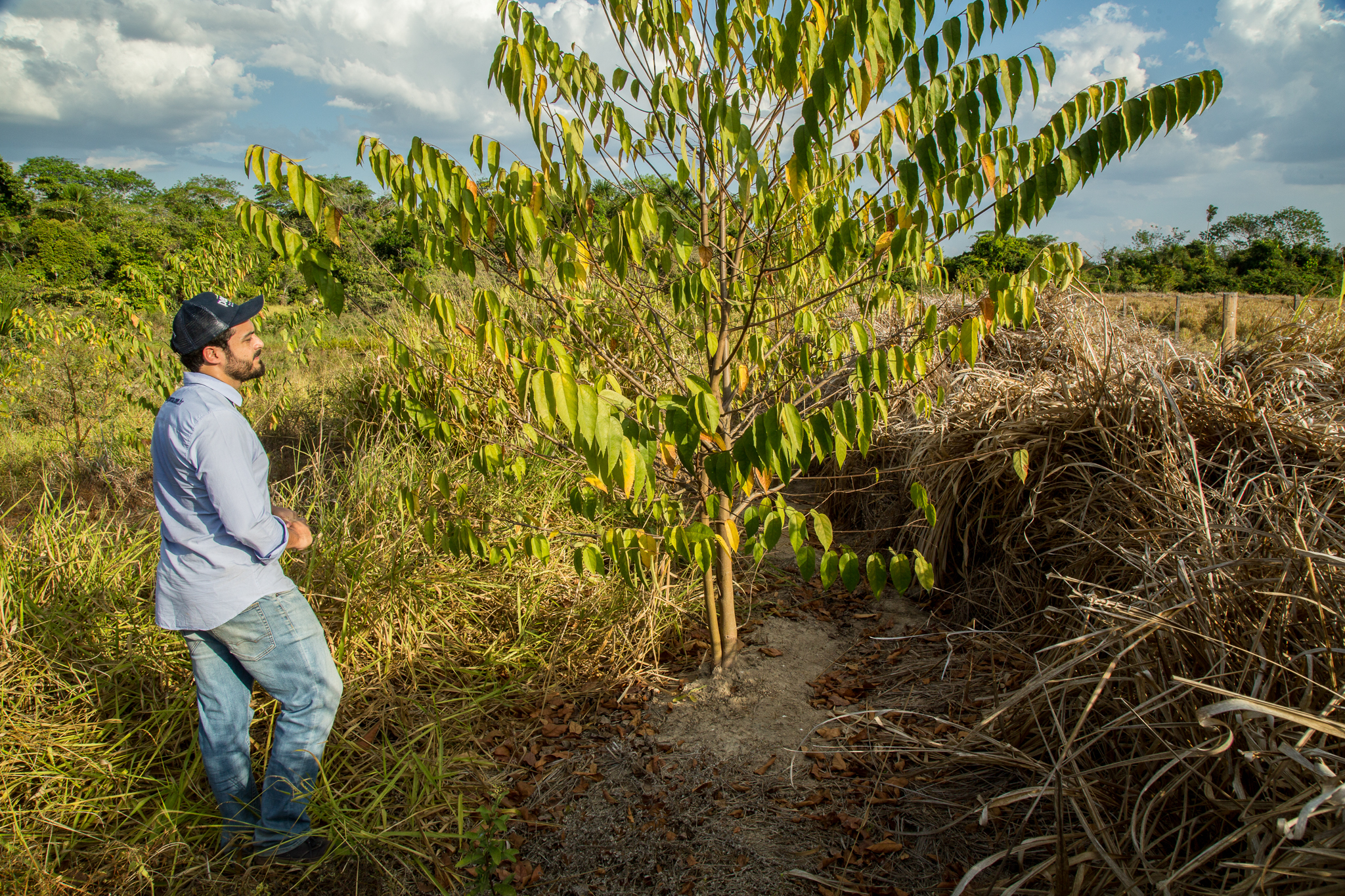 Pedro Nogueira of Pecsa inspects a leguminous tree planted two years ago to repair the soil. Leguminous trees fix nitrogen and help create favorable conditions for other plant species to move in and fill out the riparian forest. Photograph by Christina Selby