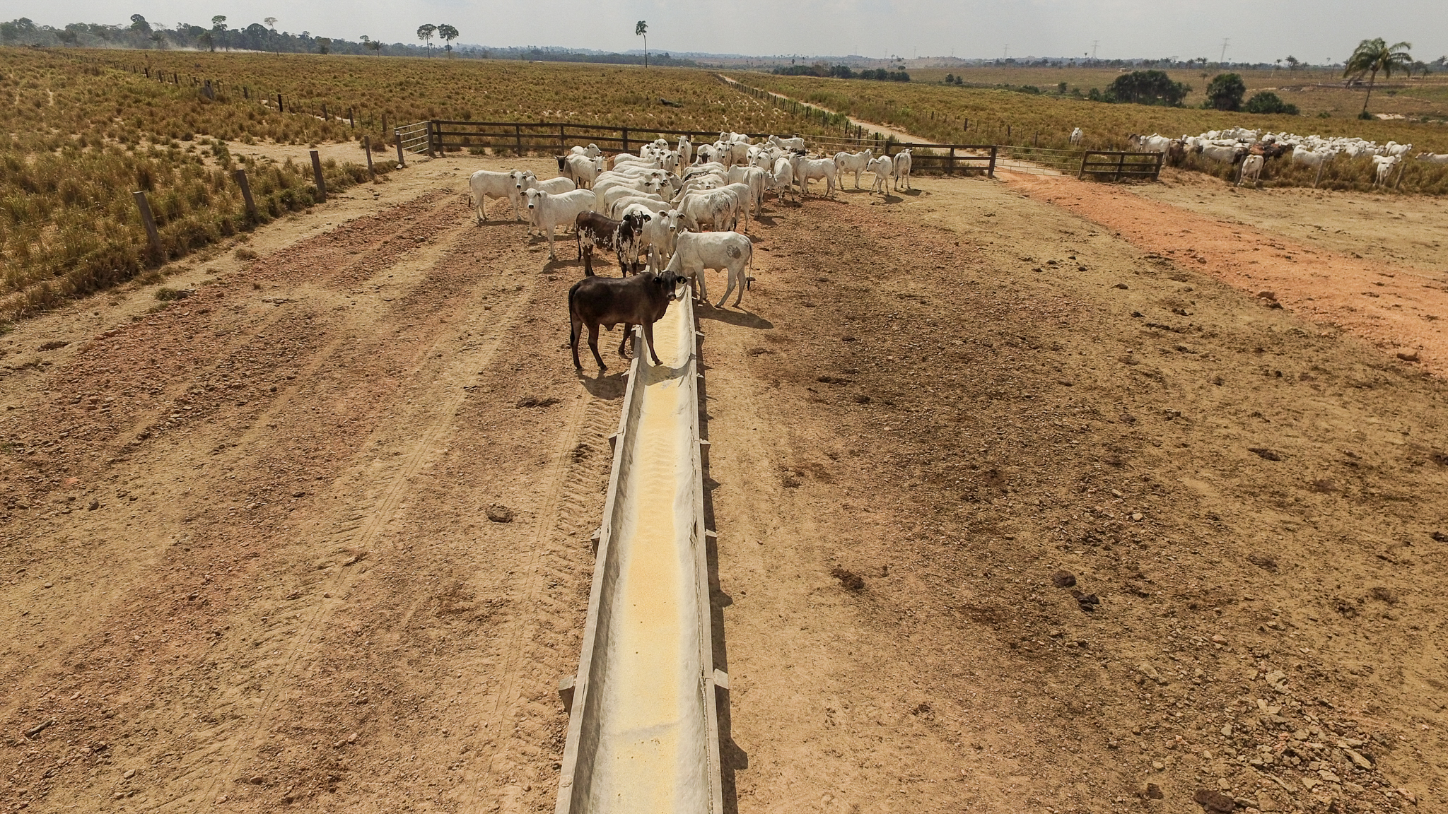 At the feeding troughs on the Nossa Senhora Aparecida ranch, the white cows are a breed called Nelore. The brown and black cows are Aberdeen angus, which is a cross between Nelore and Angus. Photograph by Christina Selby