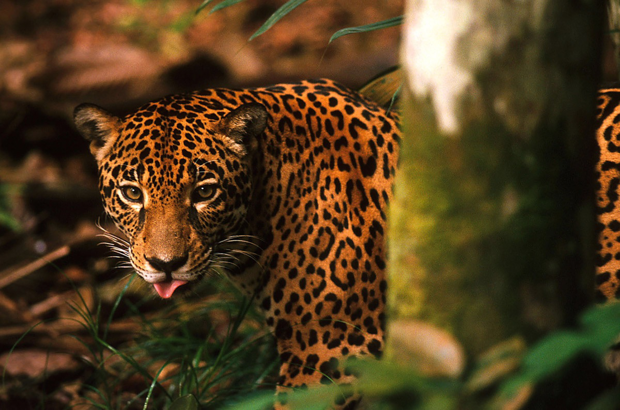 A jaguar (Panthera onca) in the Brazilian Amazon. Photograph by Rodrigo Baleia