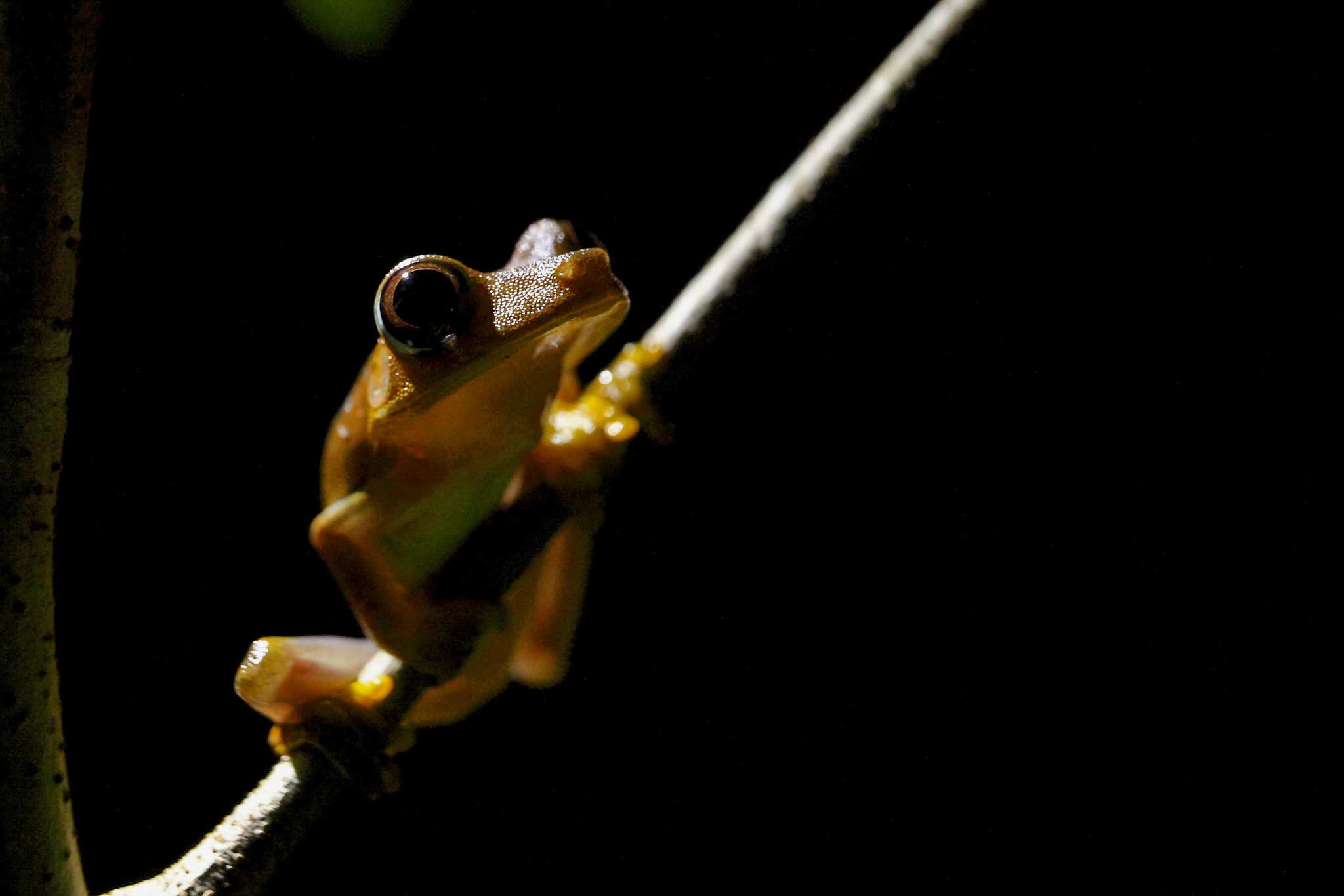 A tree frog (Boana sp) in the Amazon rainforest. Photograph by Rodrigo Baleia