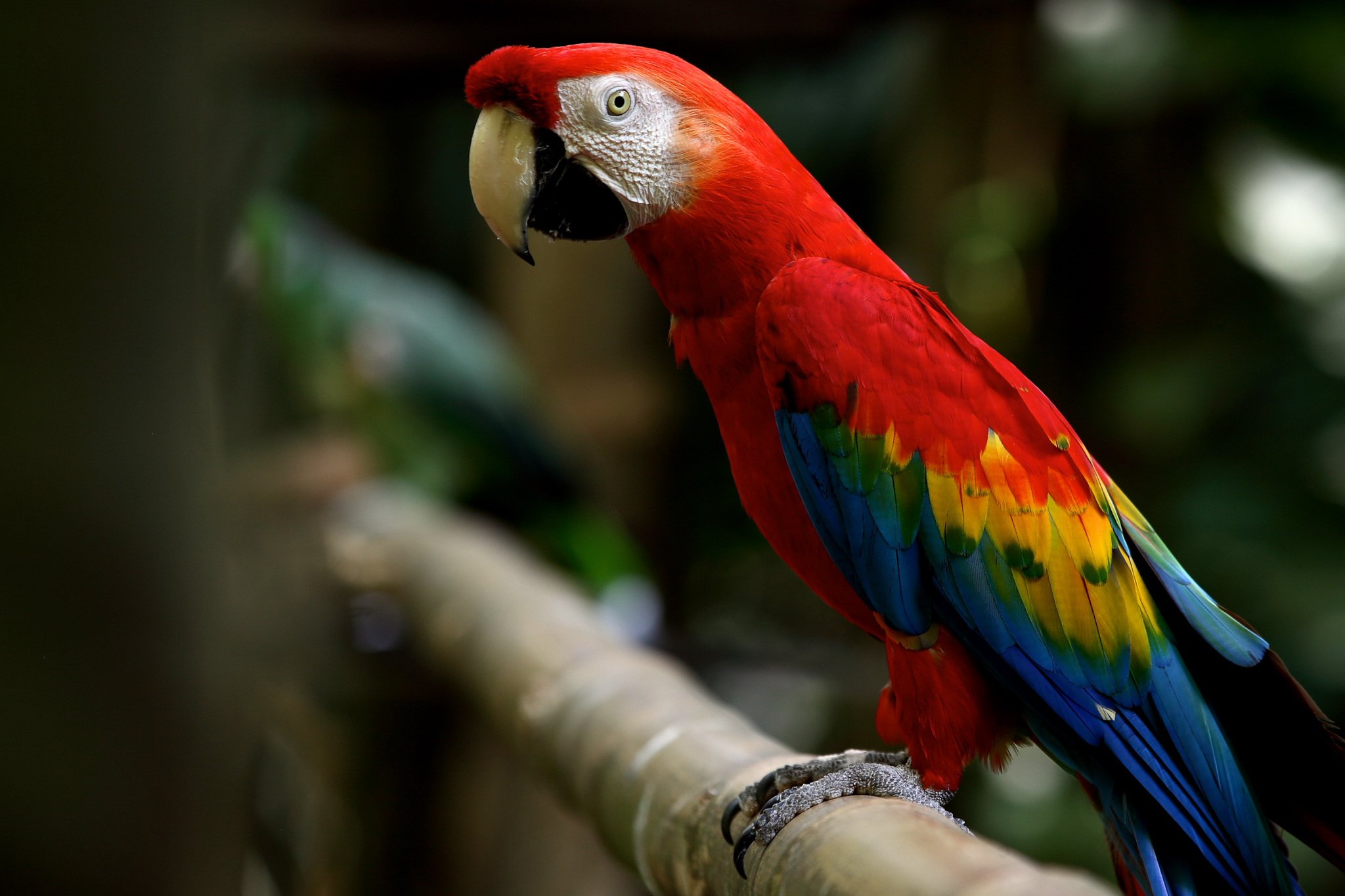 A Scarlet macaw (Ara macao) in the Amazon. Photograph by Rodrigo Baleia