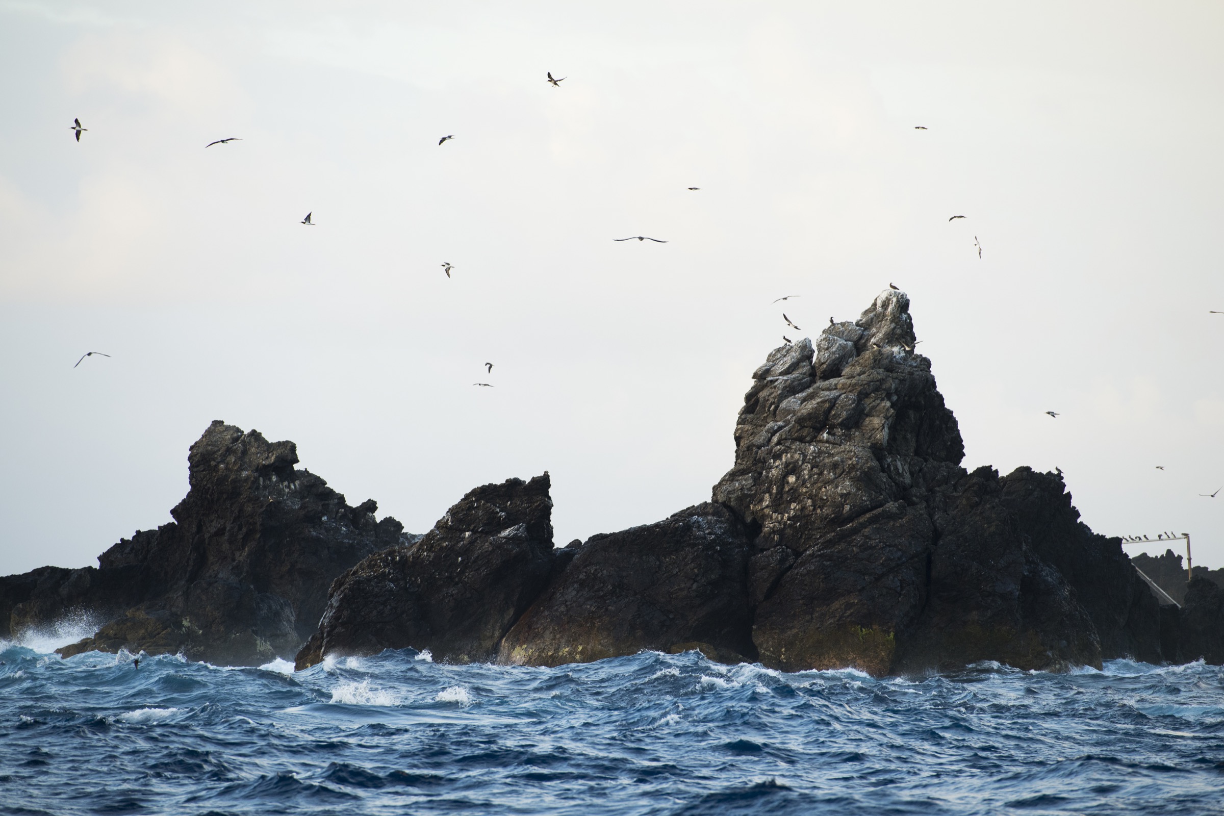 Hundreds of resident brown boobies (Sula leucogaster) circle above Saint Peter and Saint Paul Archipelago, a tiny set of islets in the middle of the Atlantic Ocean. Photograph by Novus Select