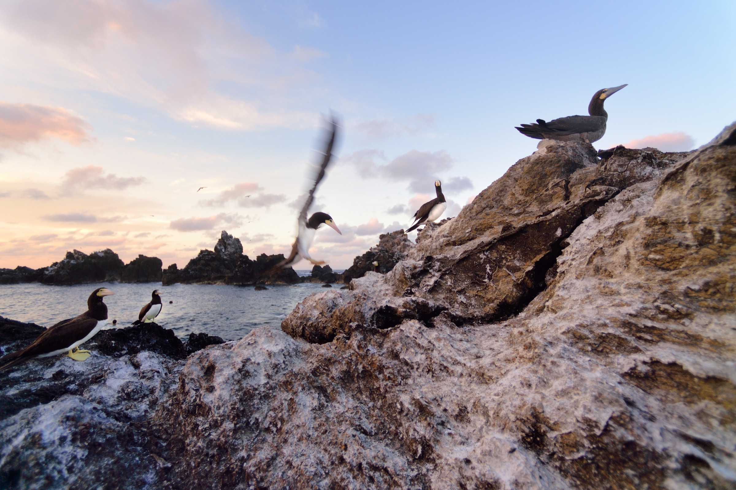 Resident brown boobies (Sula leucogaster) defend their nests on the rocks of Saint Peter and Saint Paul Archipelago. Photograph by Solvin Zankl