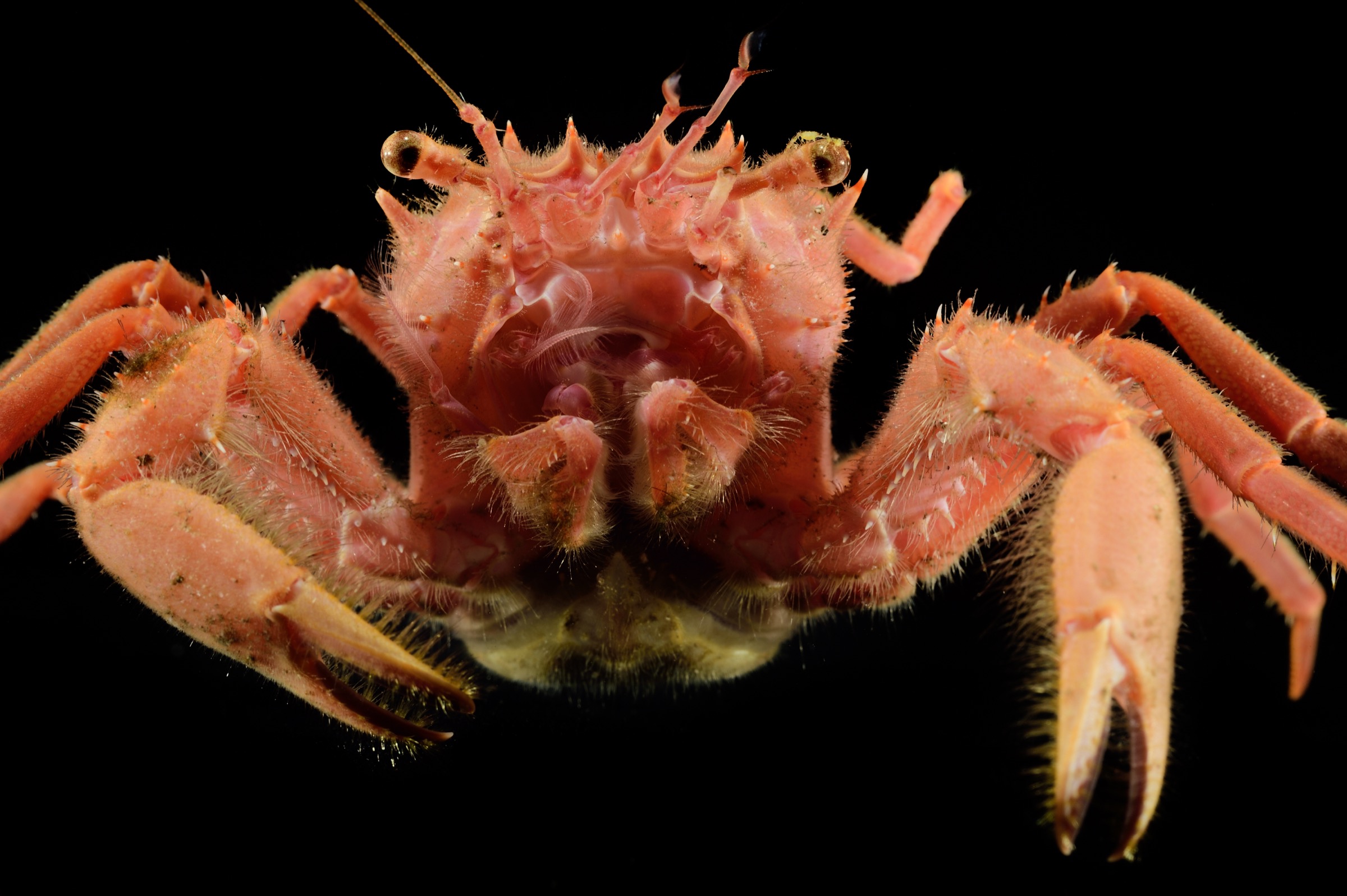 A deep-sea carrier crab (Homolidae sp.) collected by scientists along the steep slopes of Saint Peter and Saint Paul Archipelago. Photograph by Solvin Zankl