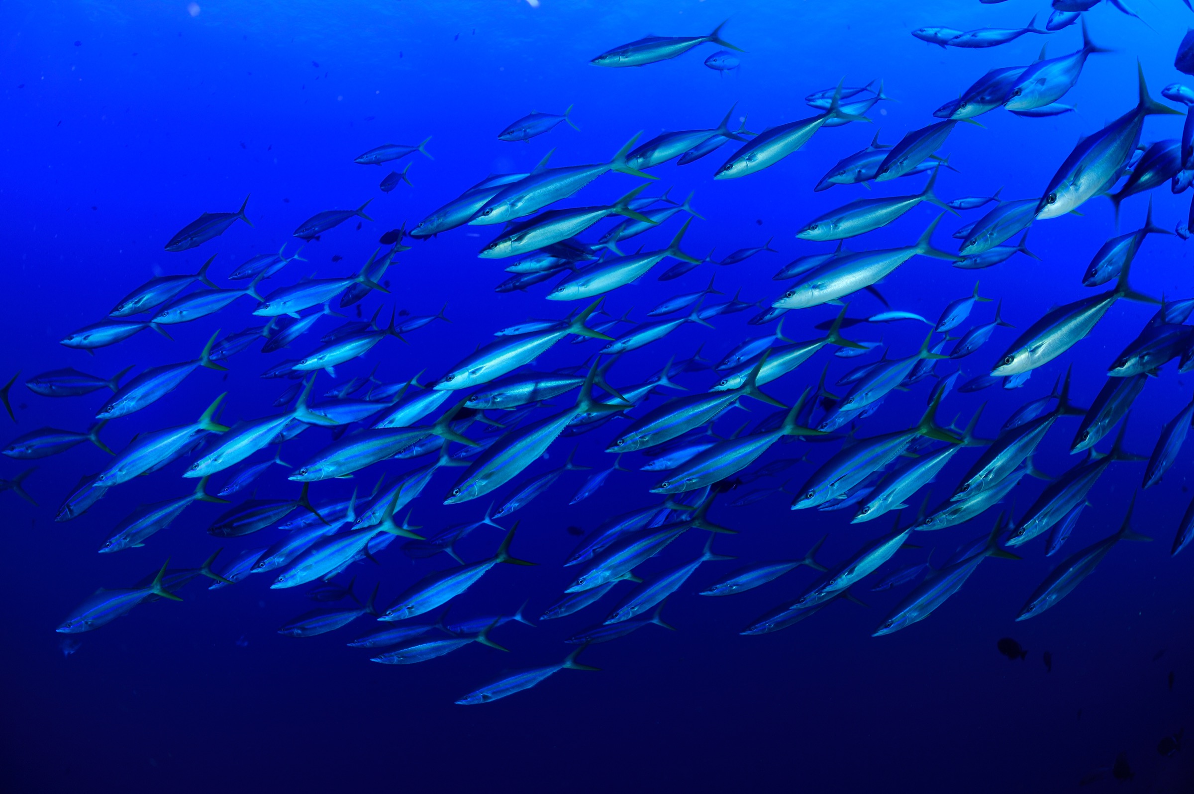 Rainbow runners (Elagatis bipinnulatus) head for deeper water off the coast of Saint Peter and Saint Paul Archipelago—and there’s a lot of deep water to be found here. Photograph by Solvin Zankl