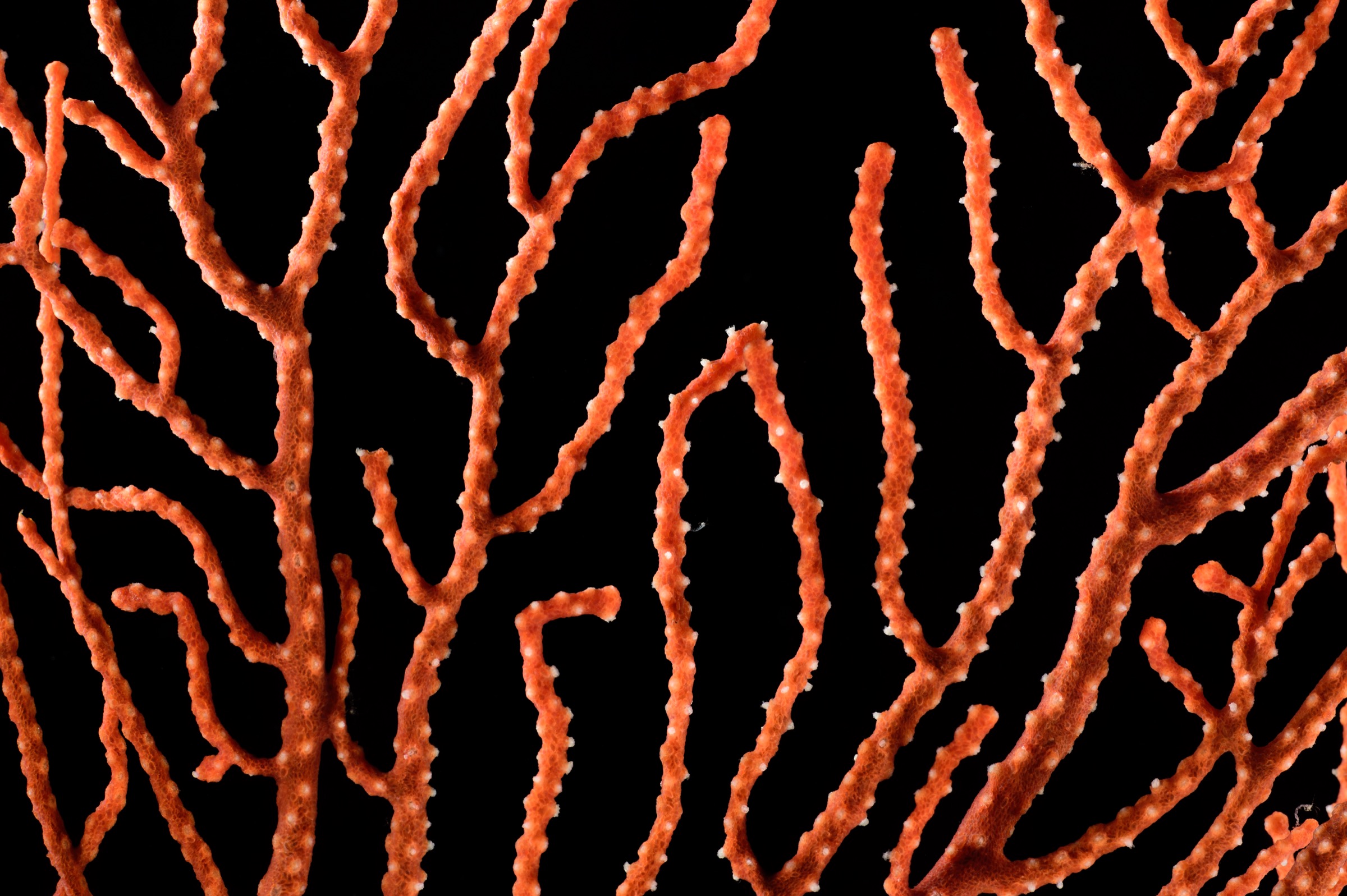 An unidentified coral species collected by scientists along the steep slopes of Saint Peter and Saint Paul Archipelago on the Mid-Atlantic Ridge. Photograph by Solvin Zankl