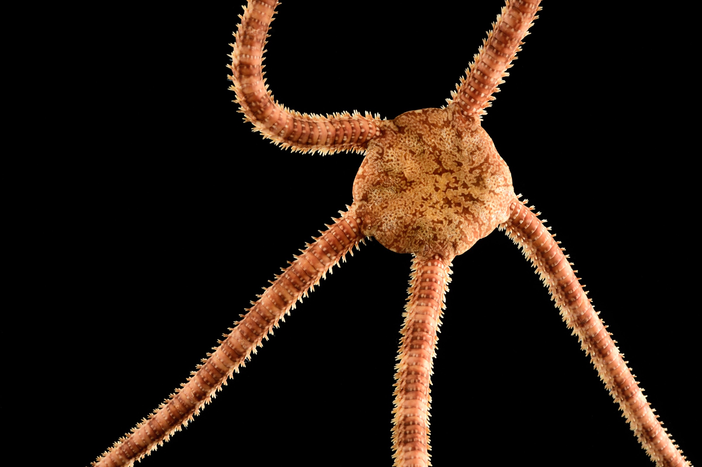 A brittle star (Ophiurida sp.) collected by scientists along the steep slopes of Saint Peter and Saint Paul Archipelago on the Mid-Atlantic Ridge. Photograph by Solvin Zankl