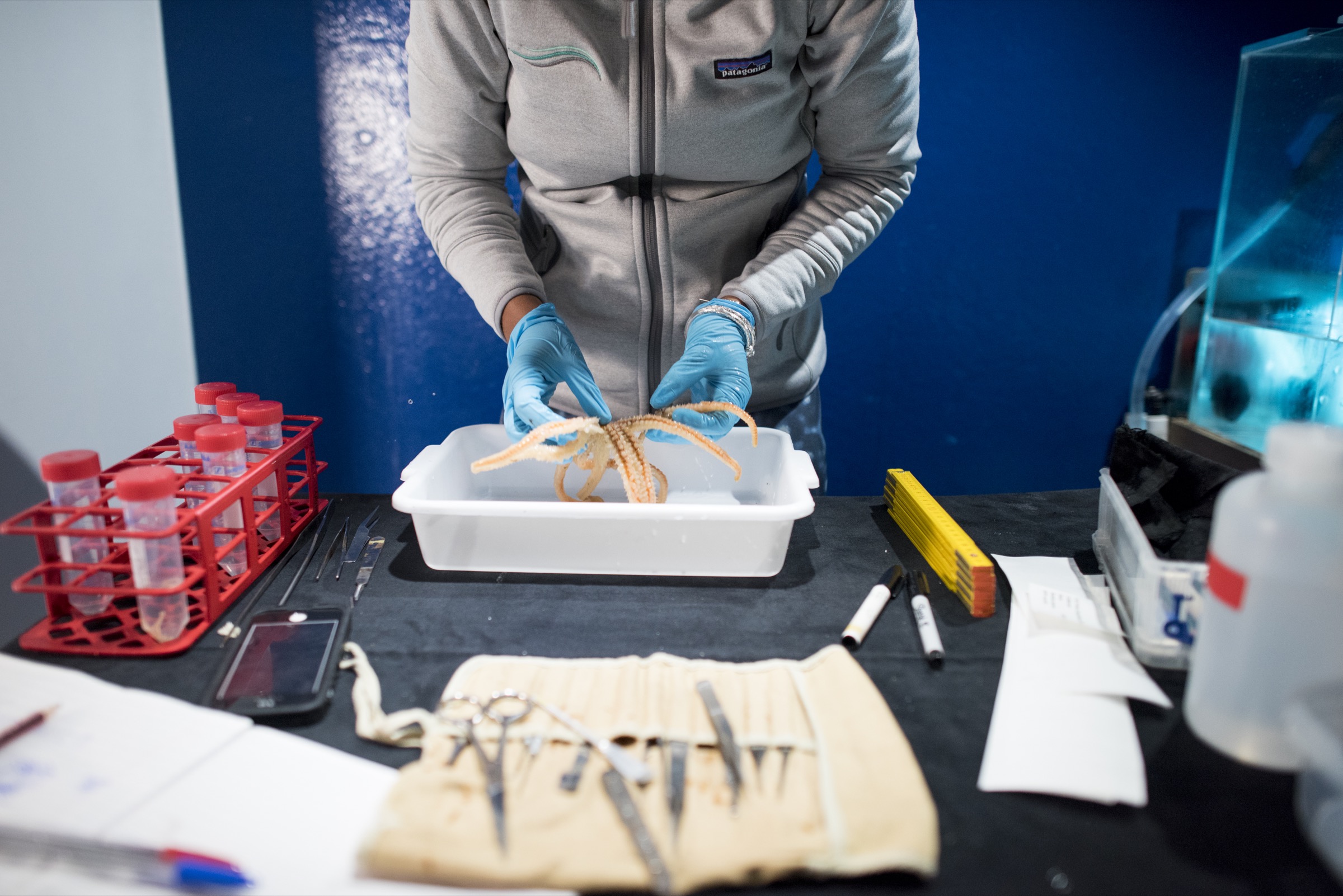 Diva Amon, a deep-sea biologist from the Natural History Museum of London, UK, catalogues organisms collected along the steep underwater slopes of Saint Peter and Saint Paul Archipelago. Photograph by Novus Select